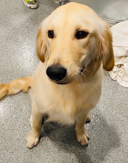 A small dog is sitting on a gray floor and looking at the camera