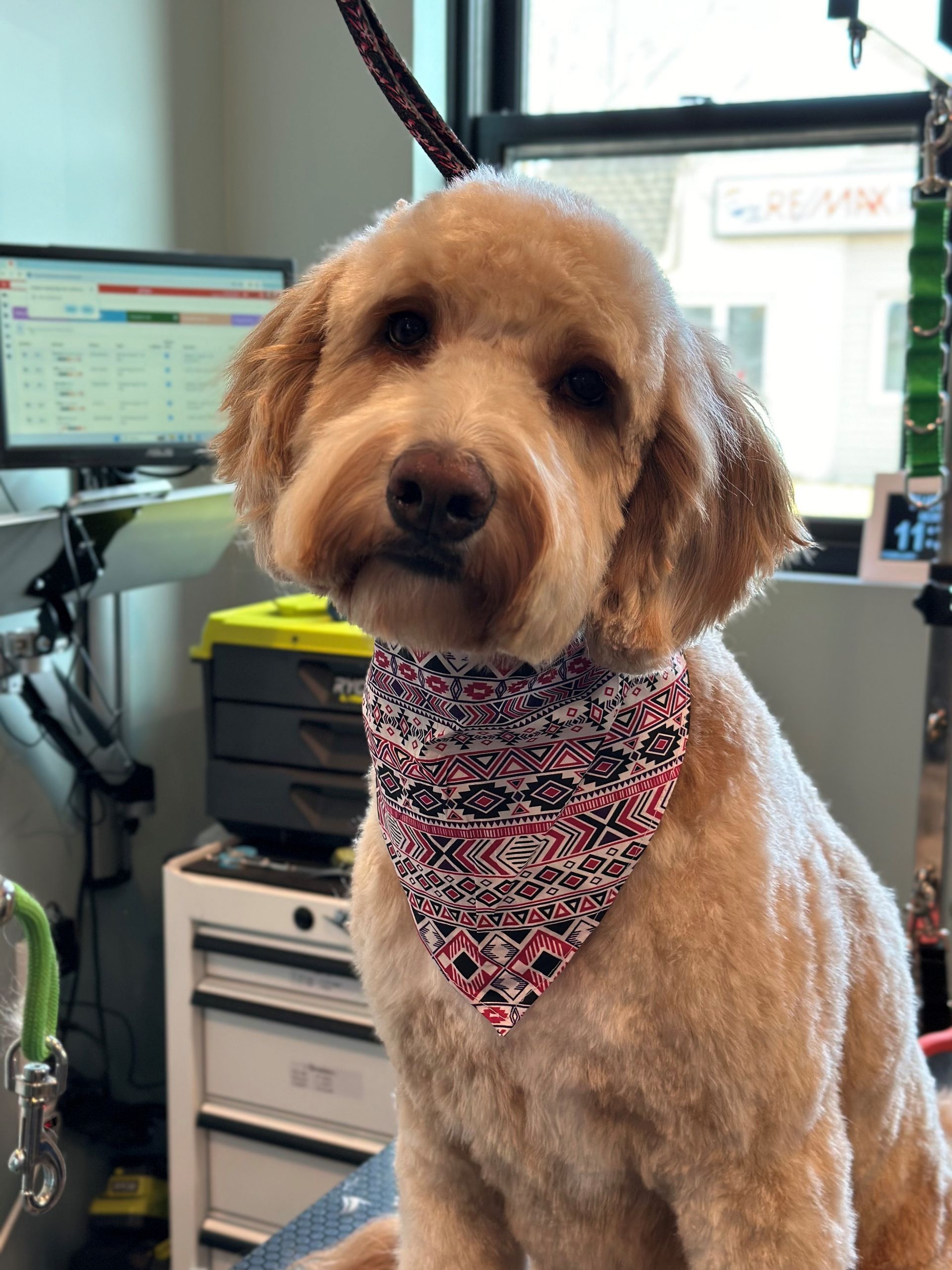 A small dog wearing a bandana is sitting on a table.