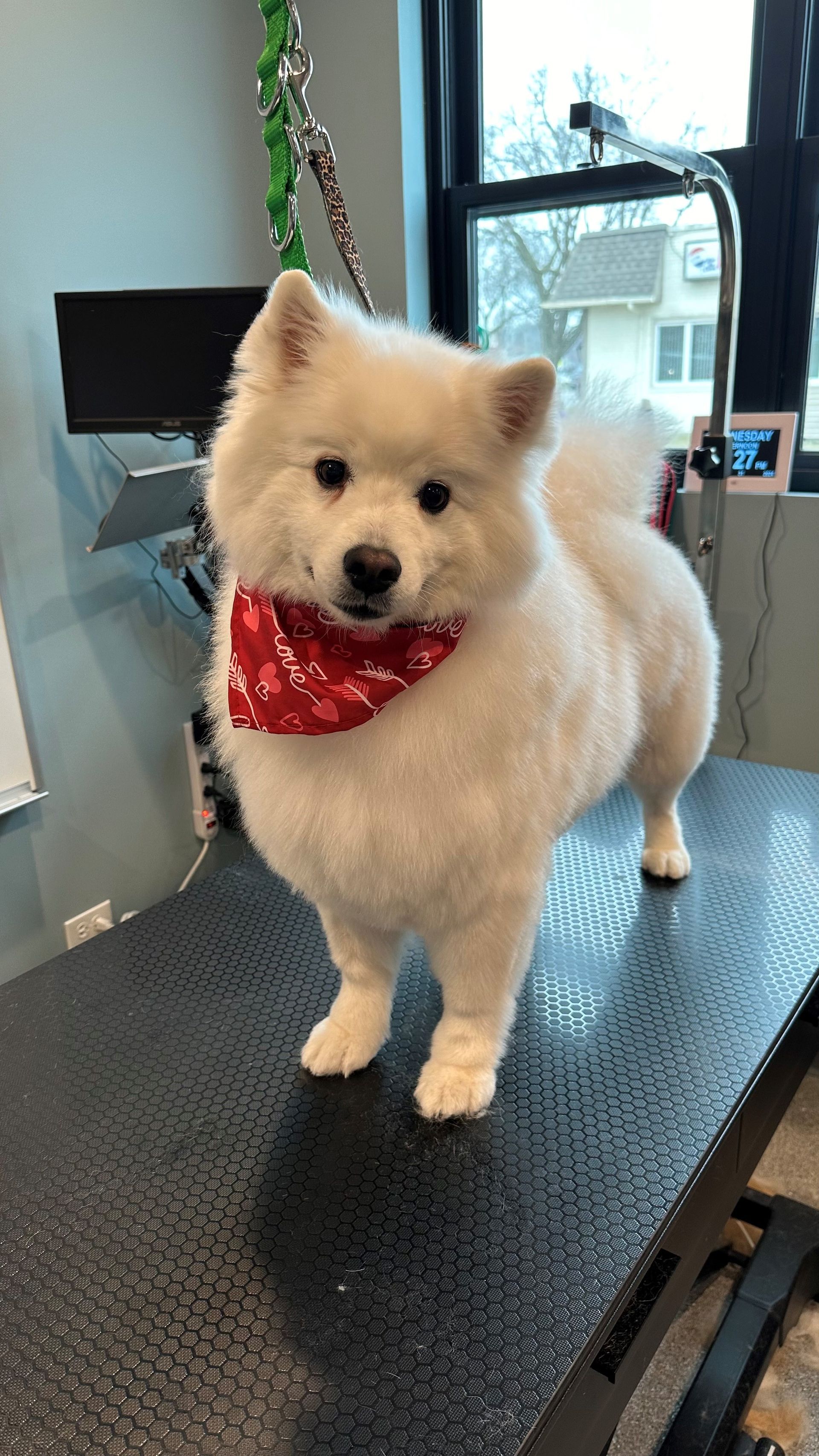 A white pomeranian dog wearing a red bandana is standing on a grooming table.