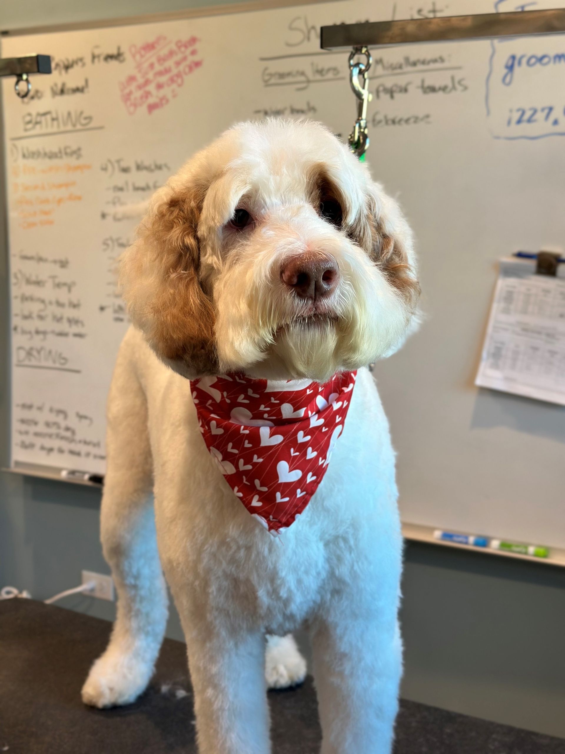 A dog wearing a red bandana is standing in front of a white board.