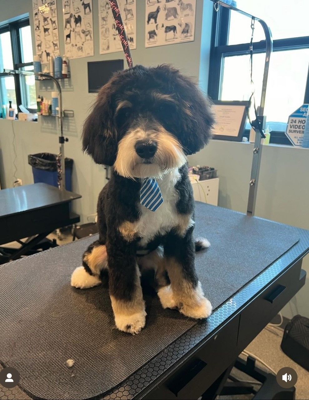 A black and white dog wearing a tie is sitting on a grooming table.