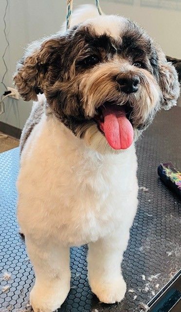 A small brown and white dog is standing on a table with its tongue hanging out.