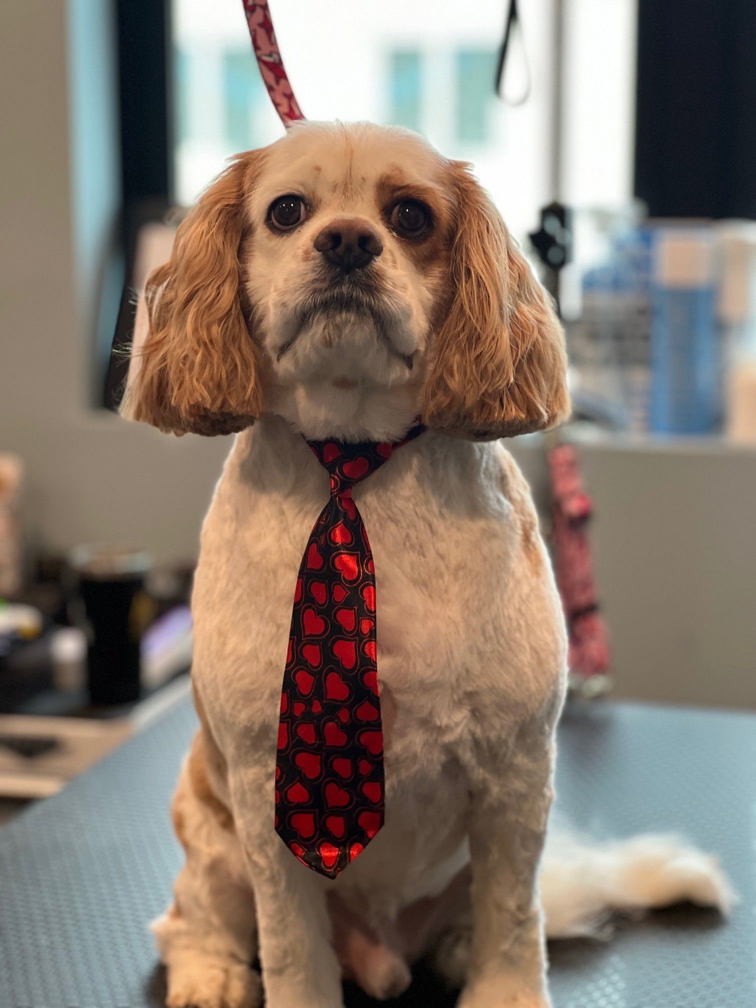 A small dog wearing a red tie is sitting on a table.