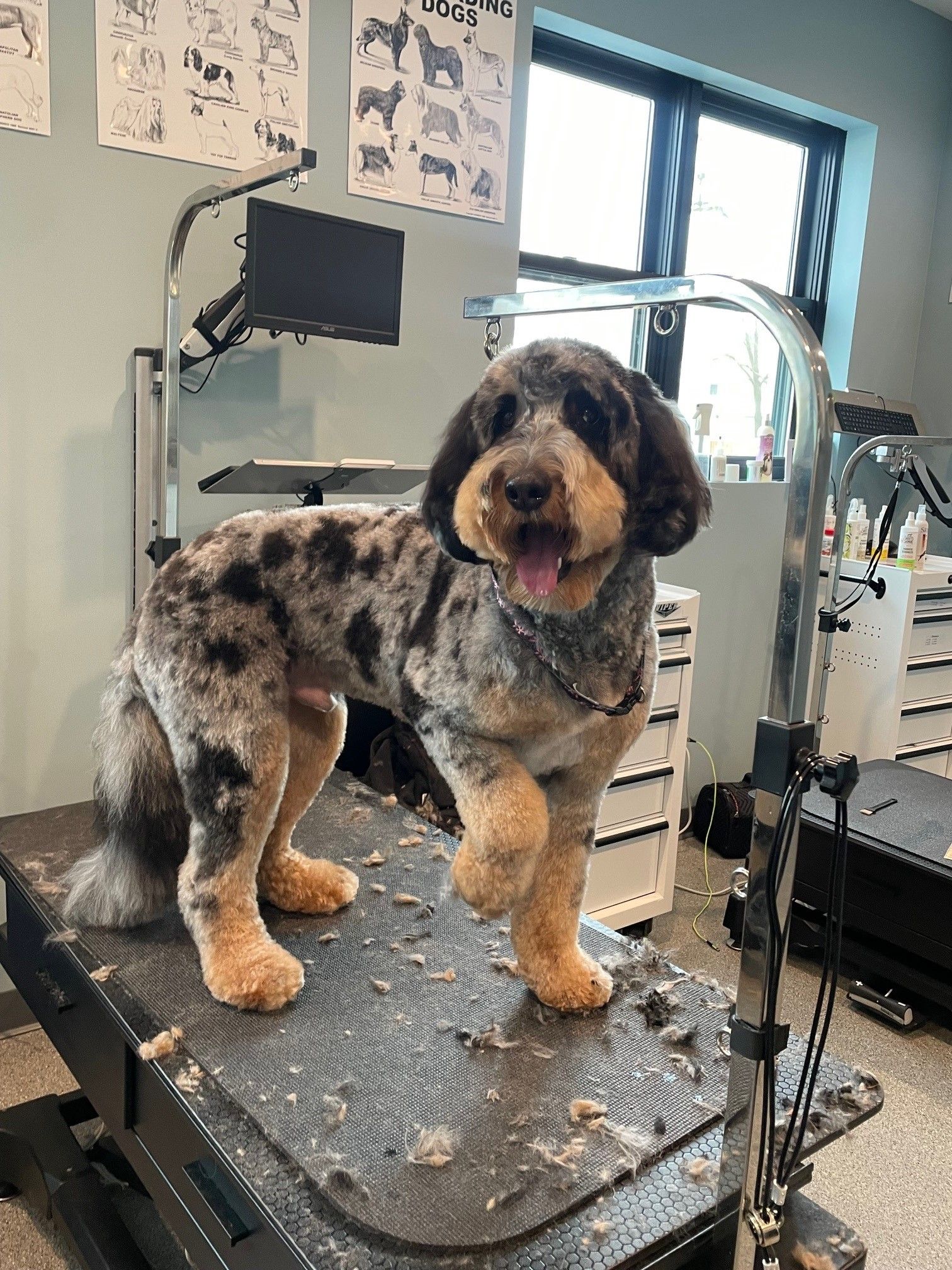 A dog is standing on a grooming table in a room.