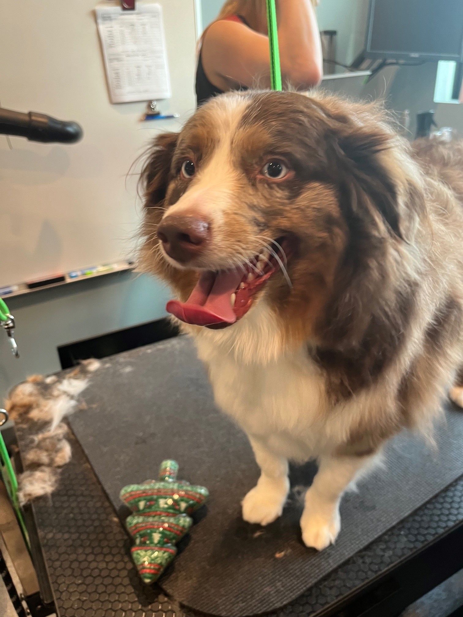 A brown and white dog is standing on a table next to a christmas tree.