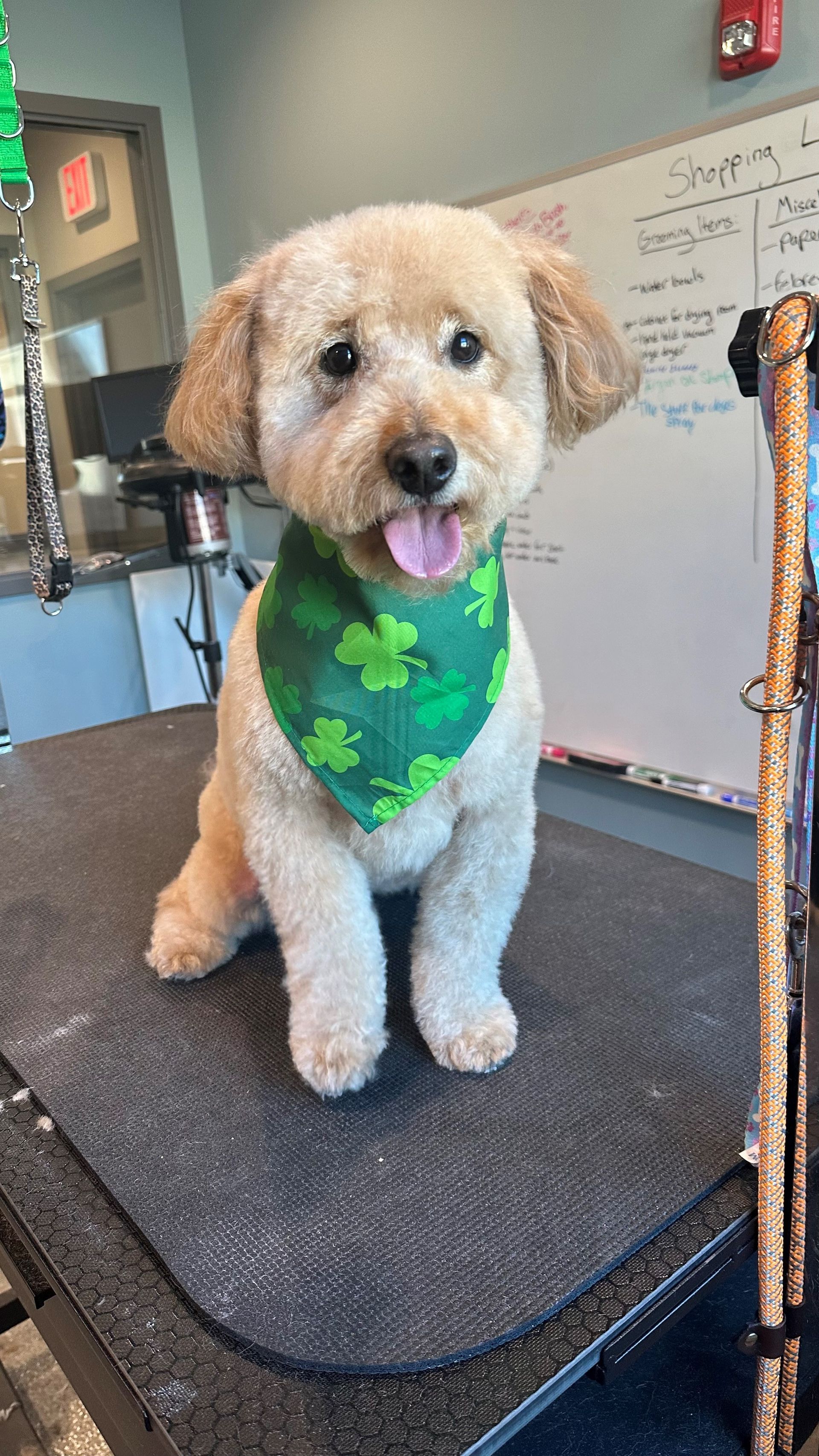 A small dog wearing a green bandana is sitting on a grooming table.