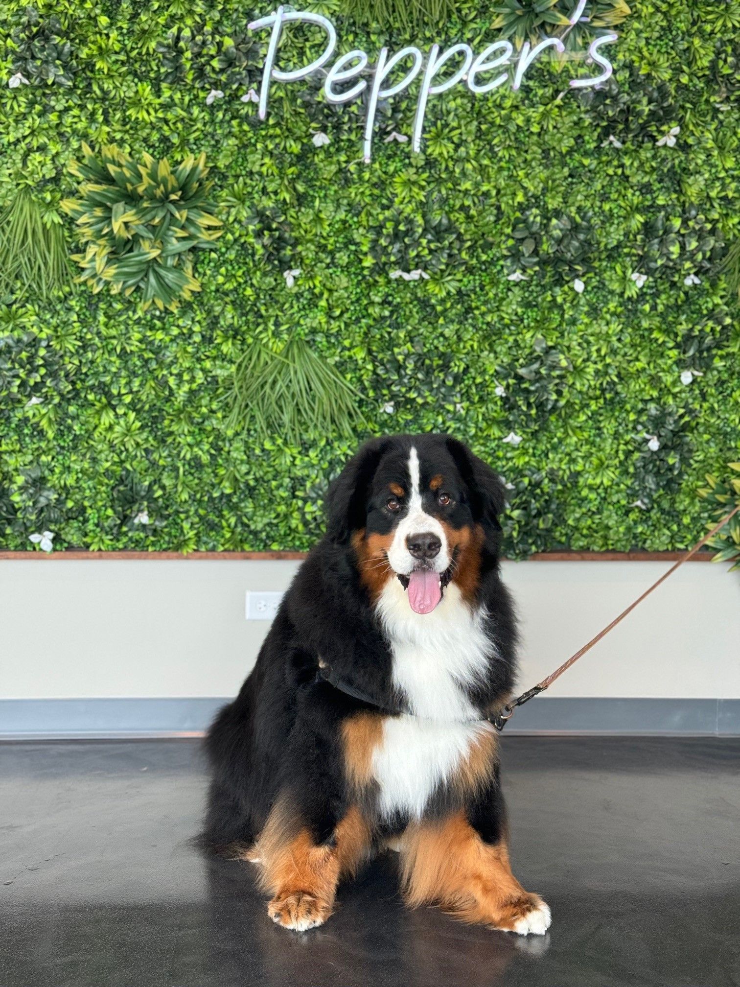 A bernese mountain dog is sitting in front of a green wall.
