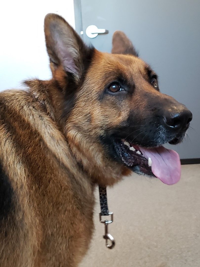A close up of a german shepherd with its tongue out.