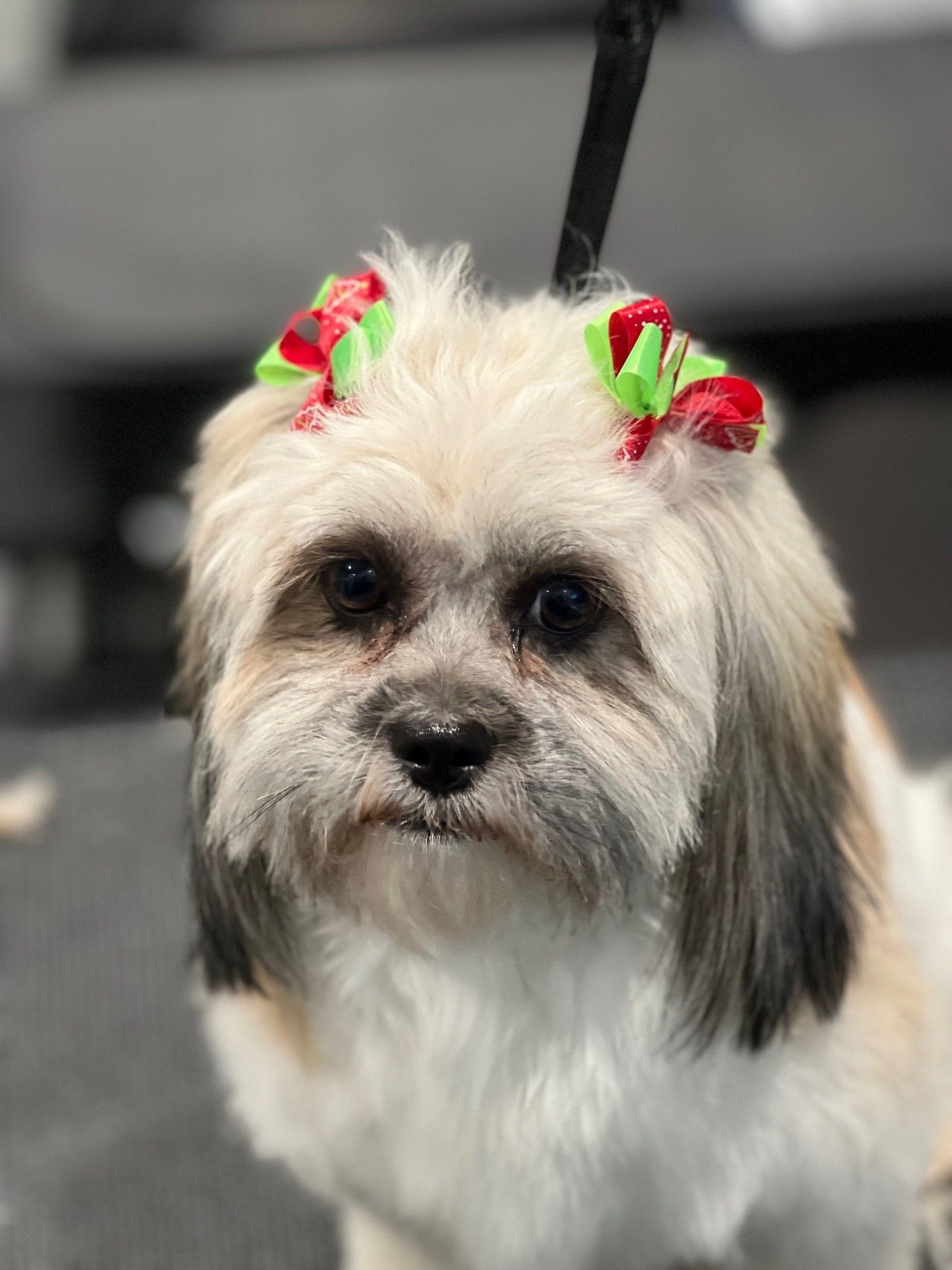 A small dog with two bows in its hair is sitting on a leash.