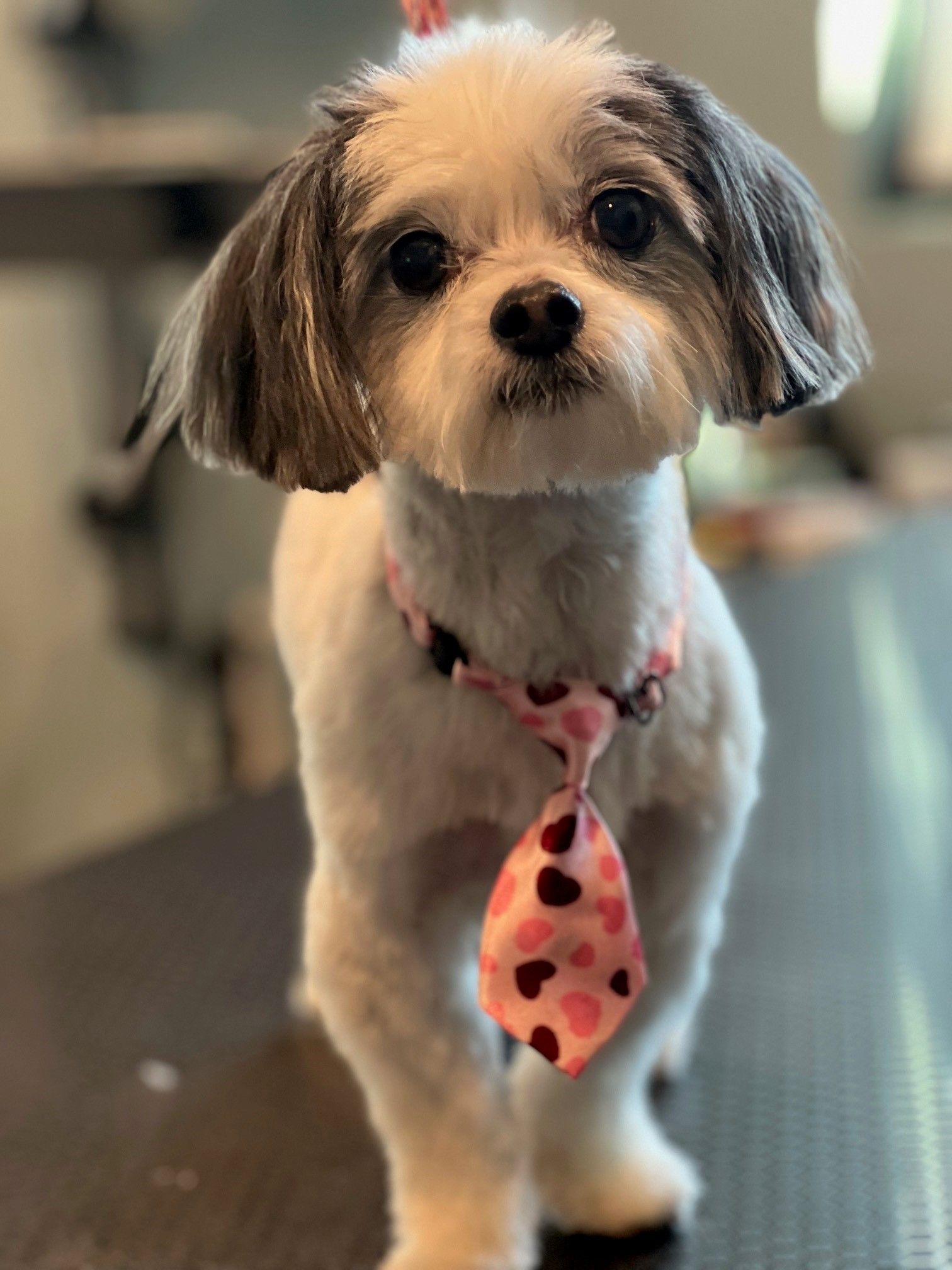 A small white dog wearing a pink tie is standing on a table.