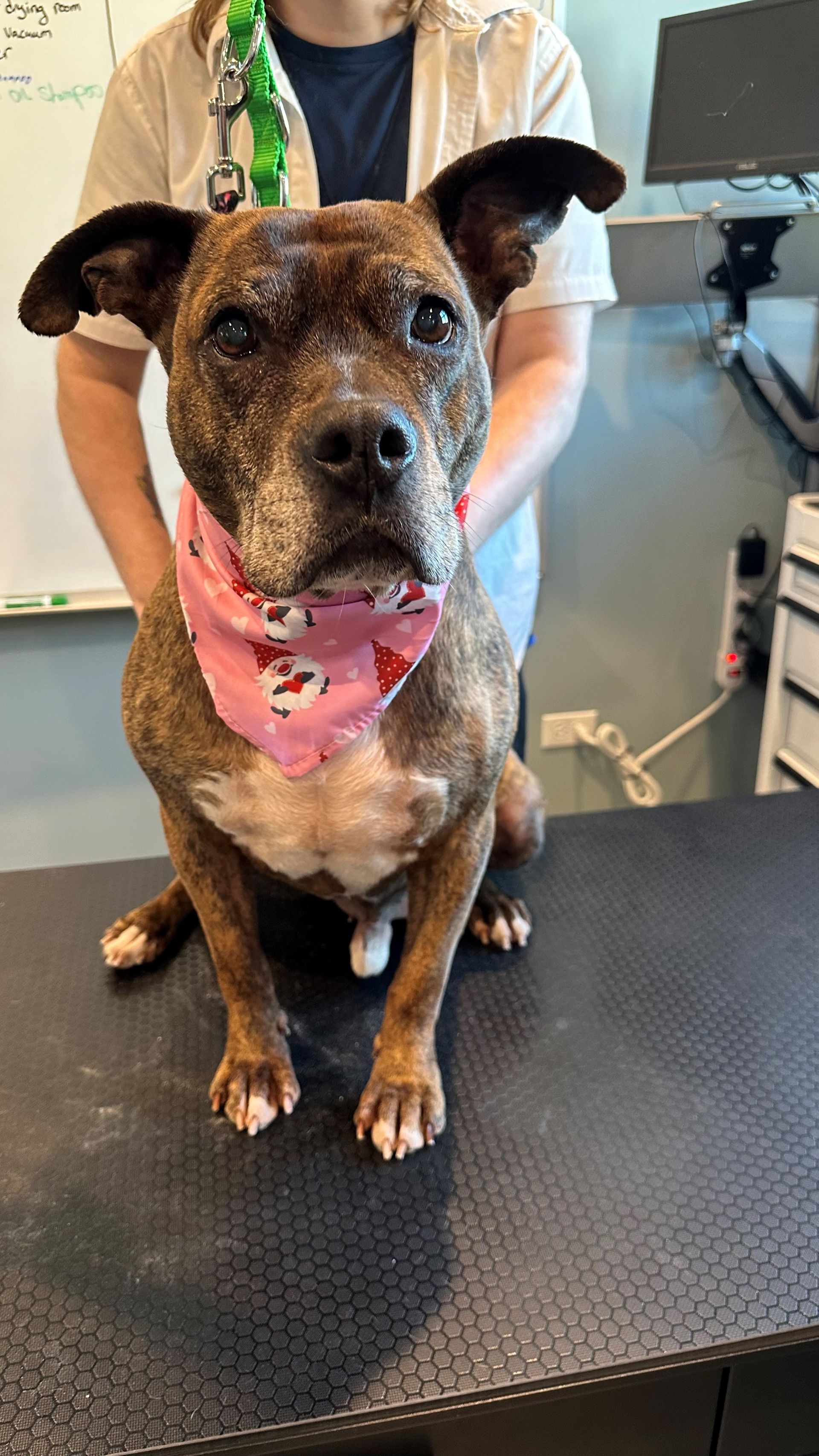 A dog wearing a pink bandana is sitting on a table.