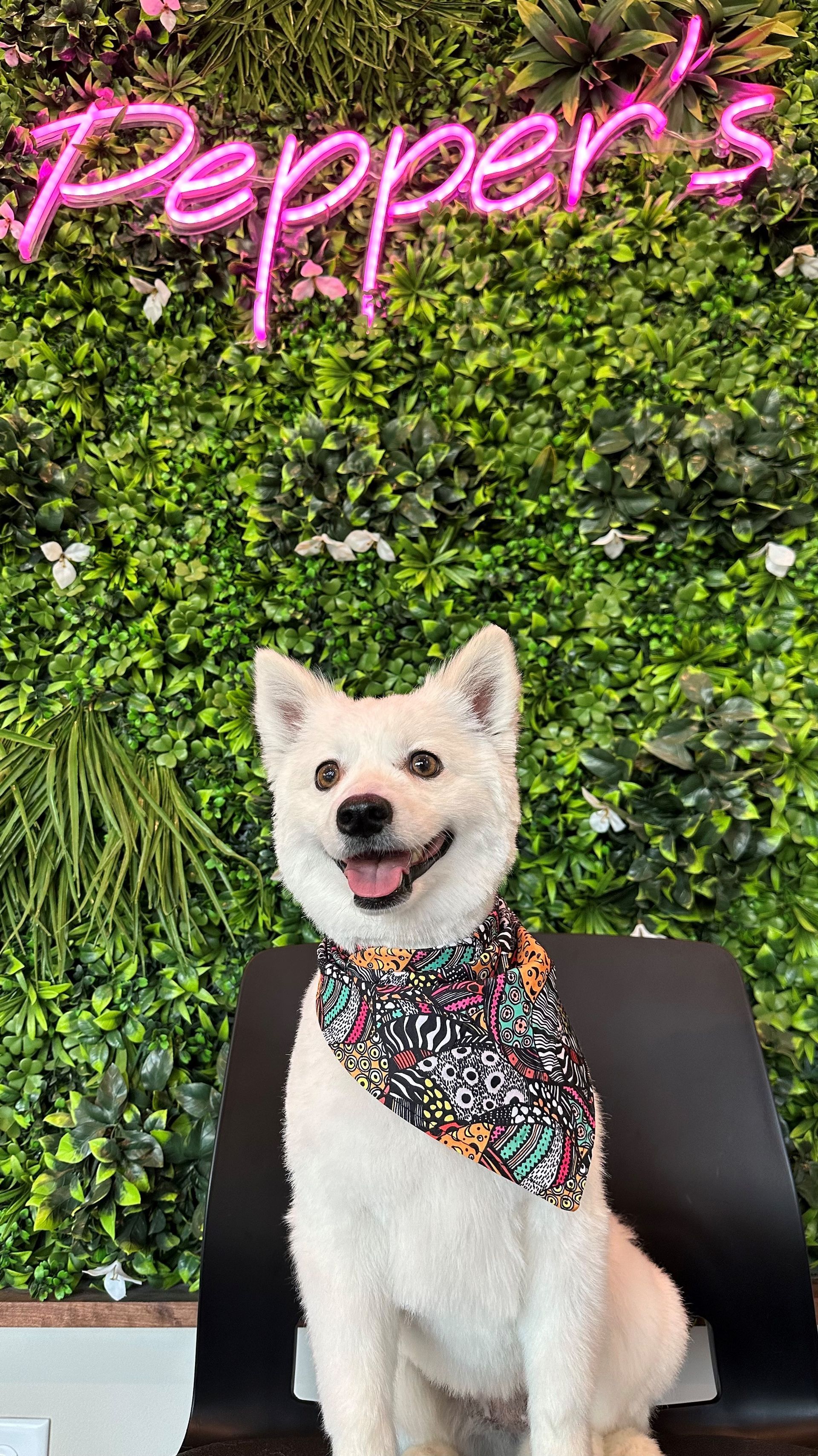 A white dog wearing a bandana is sitting in front of a green wall.