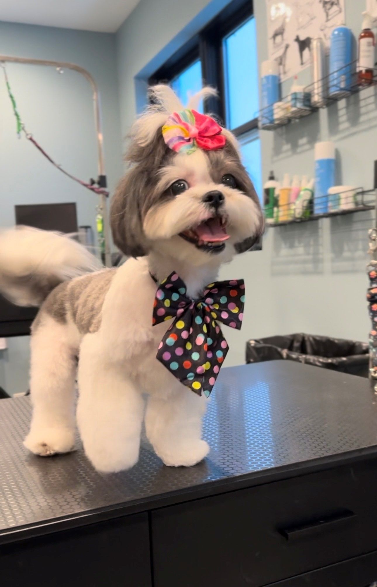 A small dog wearing a bow tie is standing on a table.