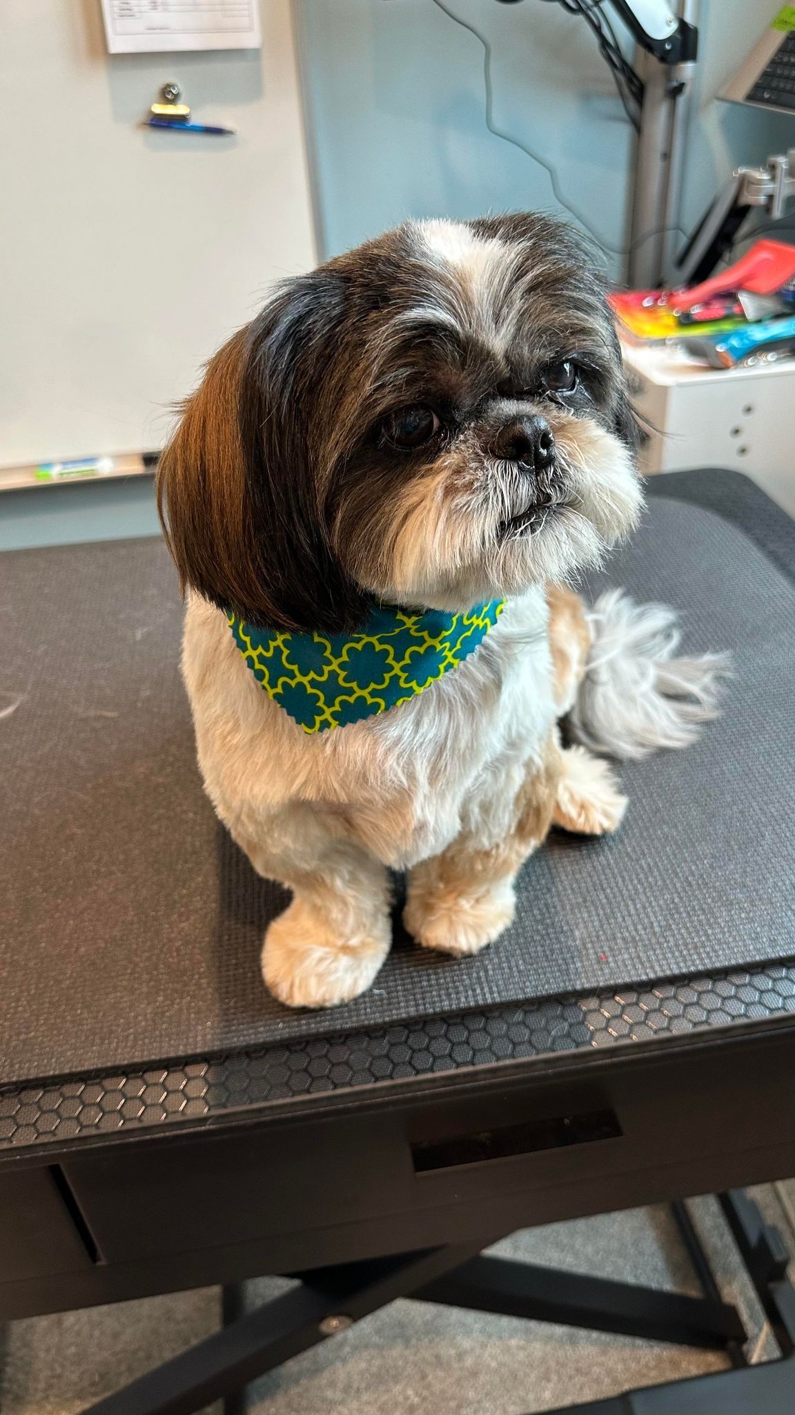 A small brown and white dog is sitting on a table.