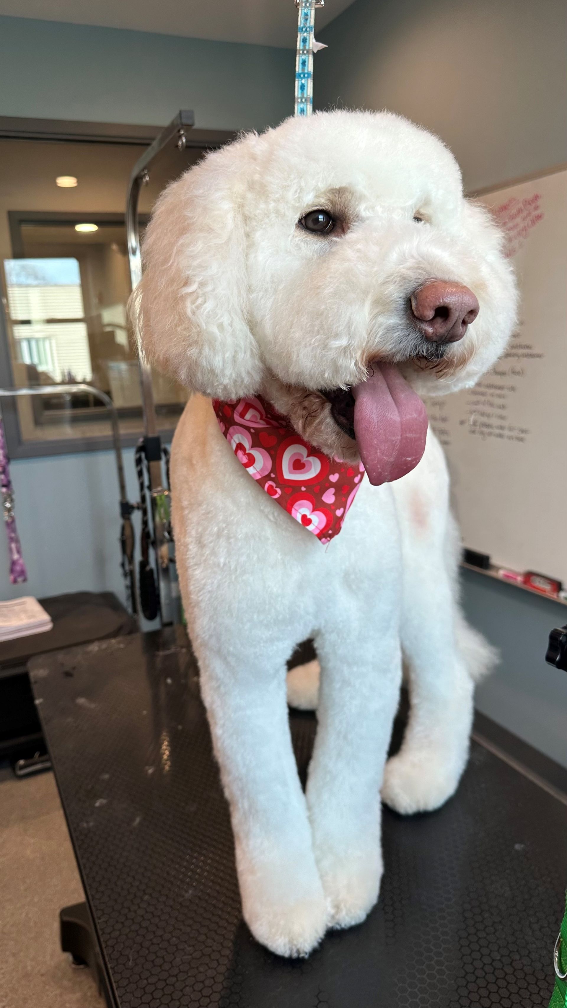 A white dog wearing a red bandana is standing on a table.