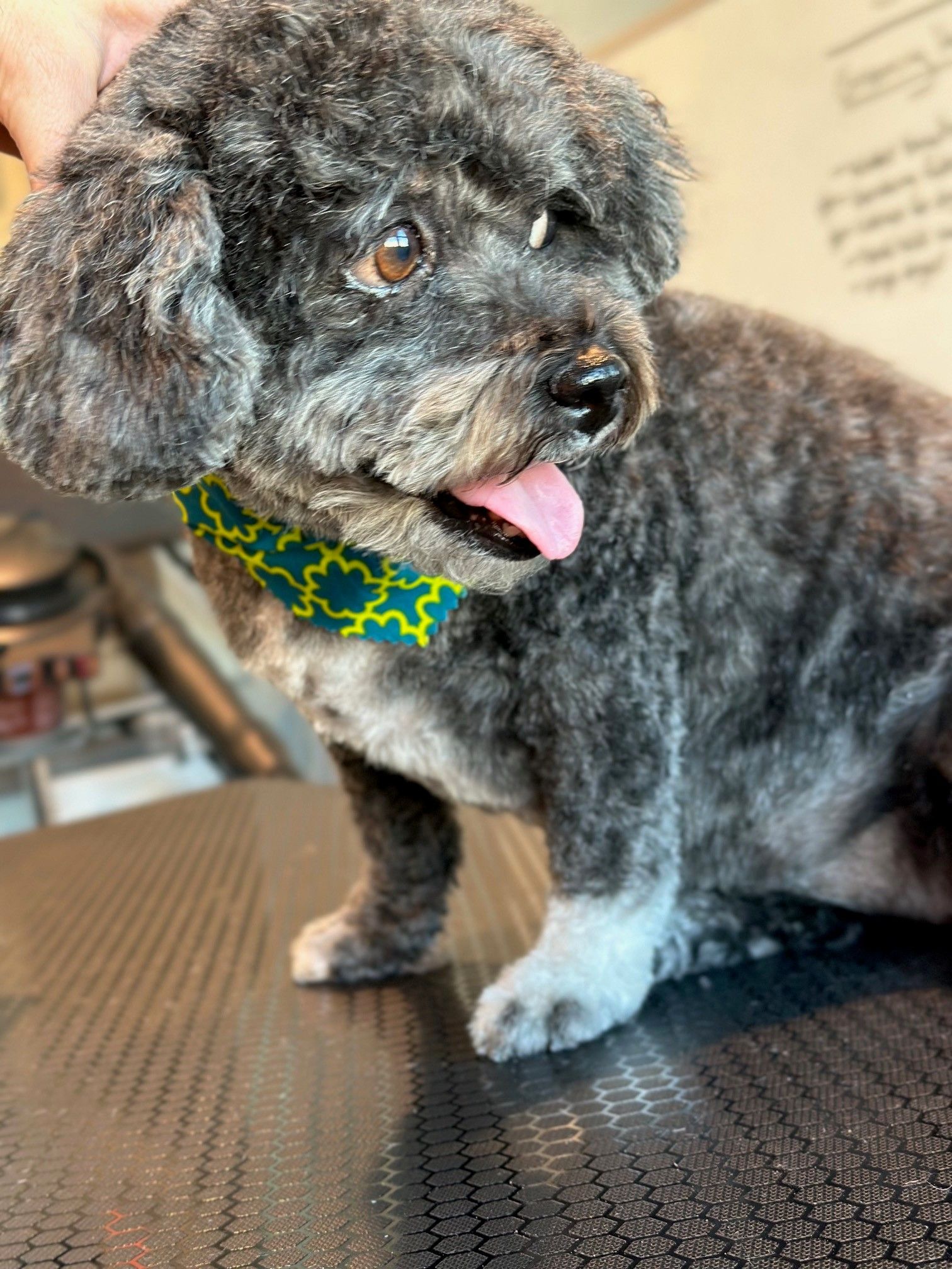 A small black and white dog wearing a green and yellow bow tie is sitting on a table.