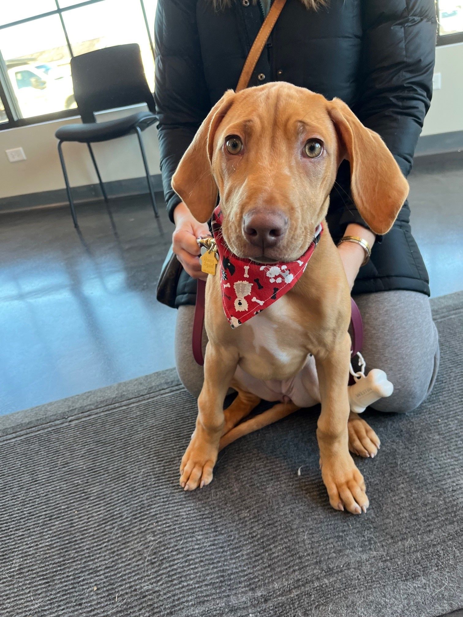 A woman is kneeling down next to a brown dog wearing a red bandana.