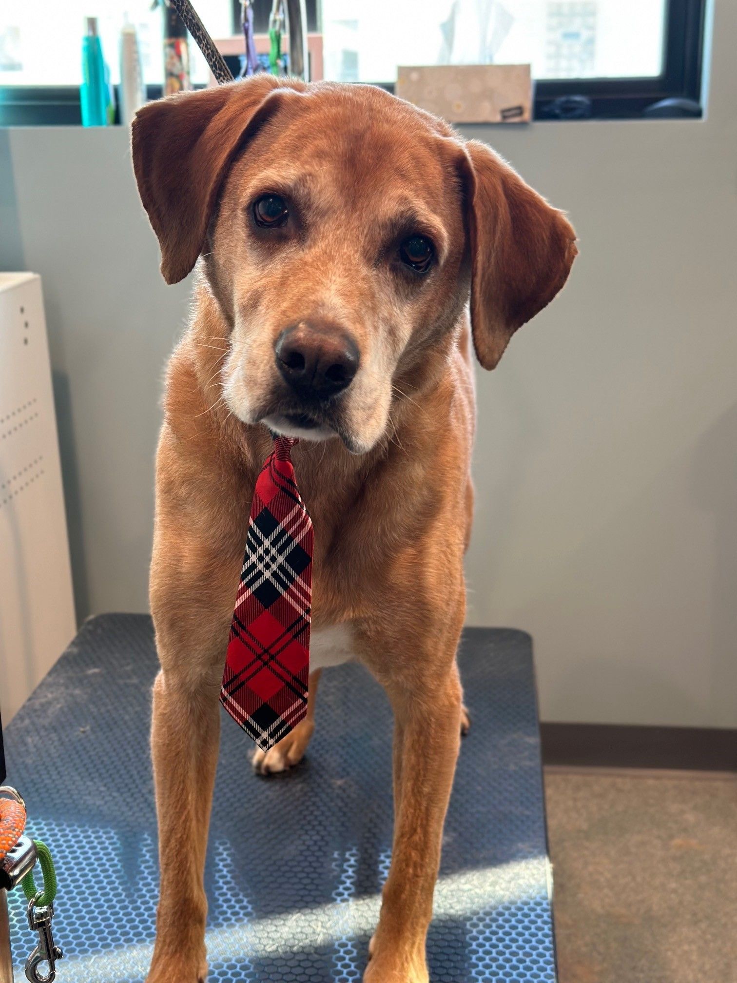 A brown dog wearing a red and black plaid tie