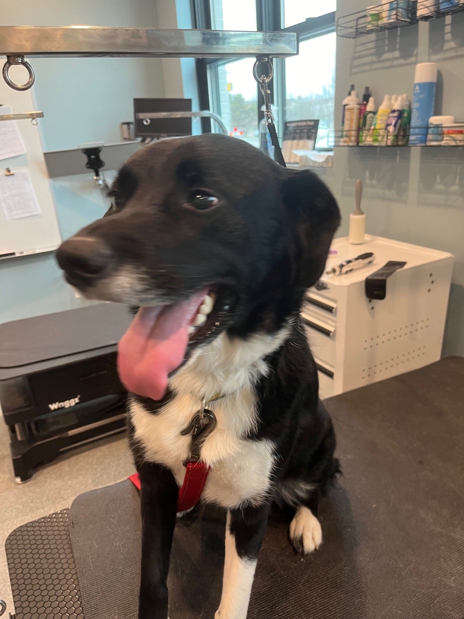A black and white dog is sitting on a grooming table with its tongue hanging out.