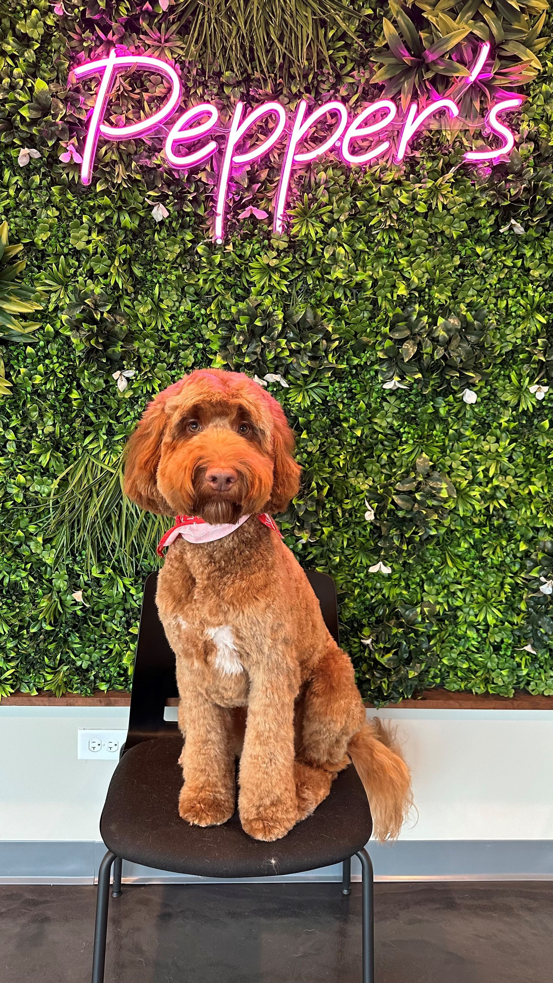 A dog is sitting on a chair in front of a neon sign.