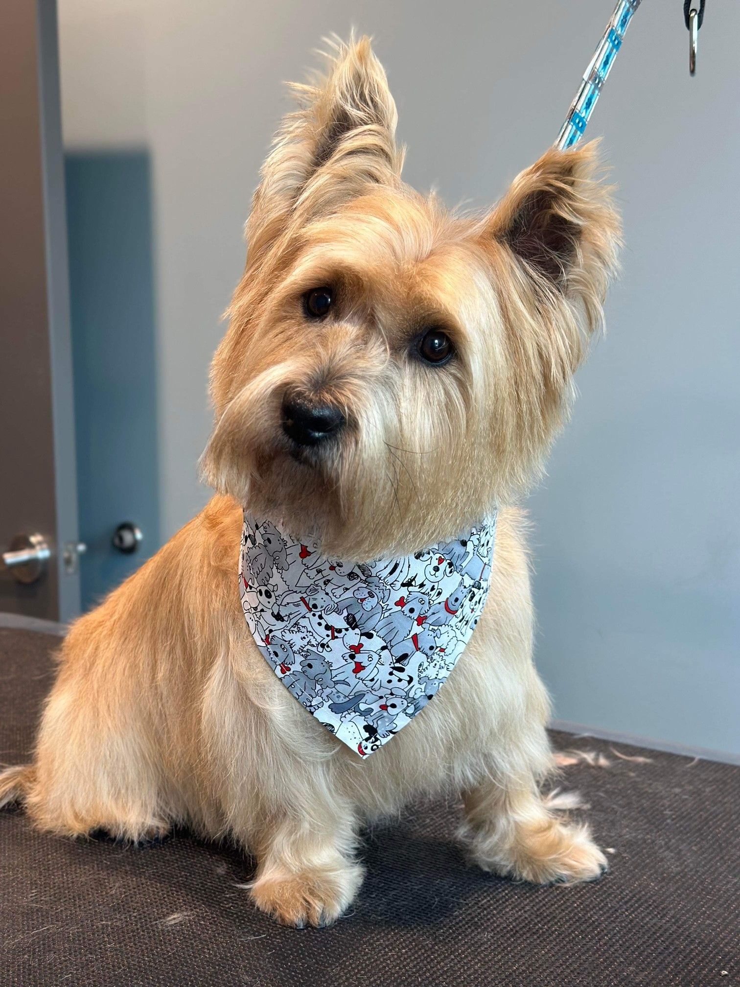 A small dog wearing a bandana is sitting on a table.