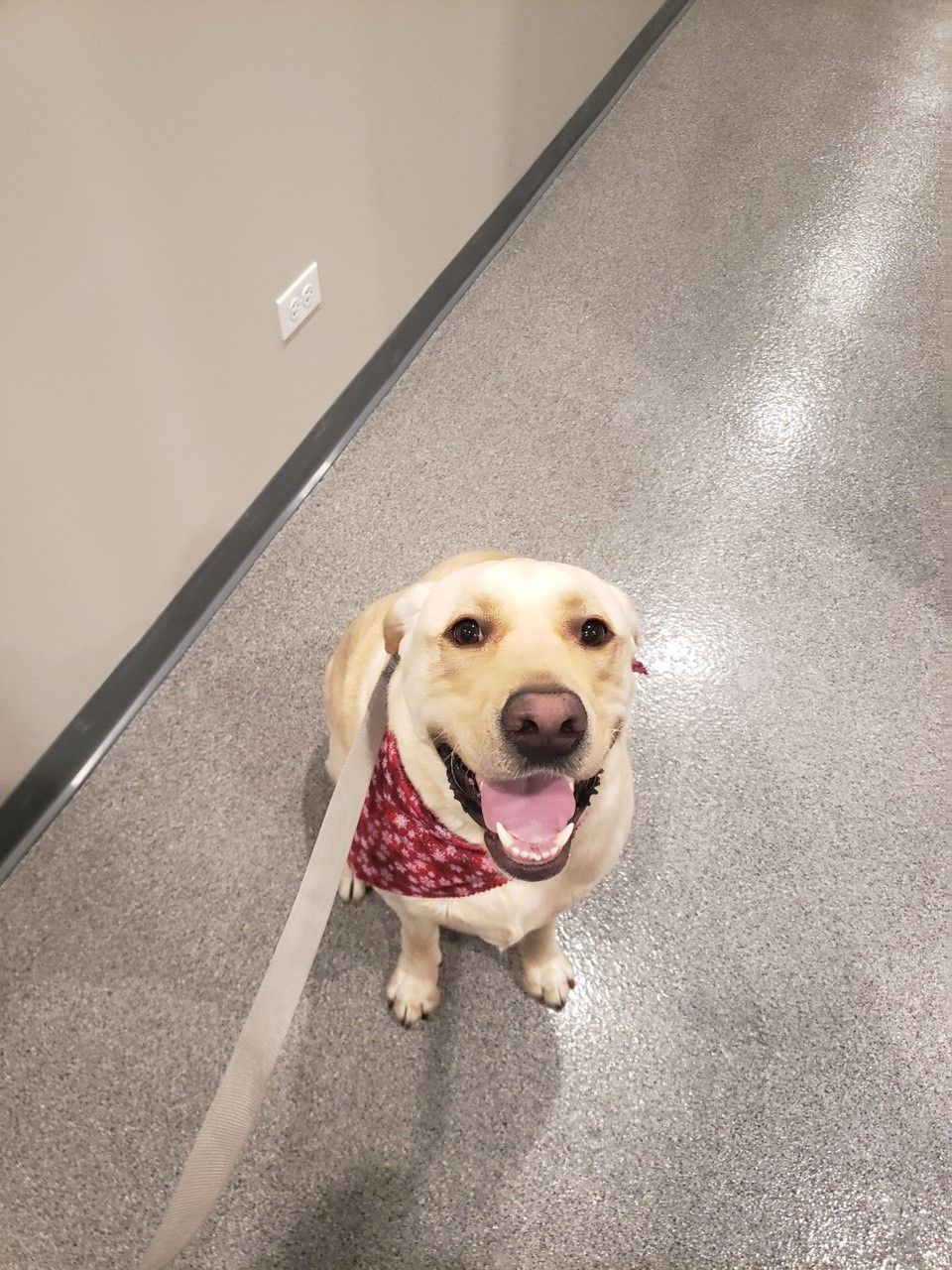 A dog wearing a red bandana is sitting on a leash in a hallway.