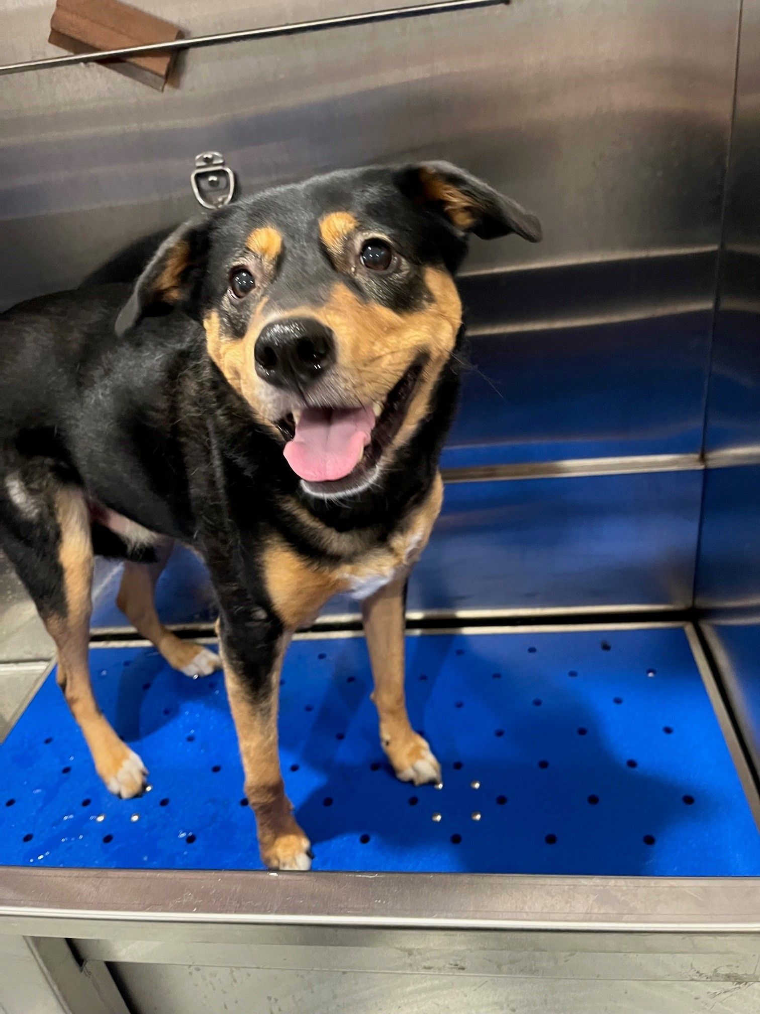 A black and brown dog is standing on a blue mat.