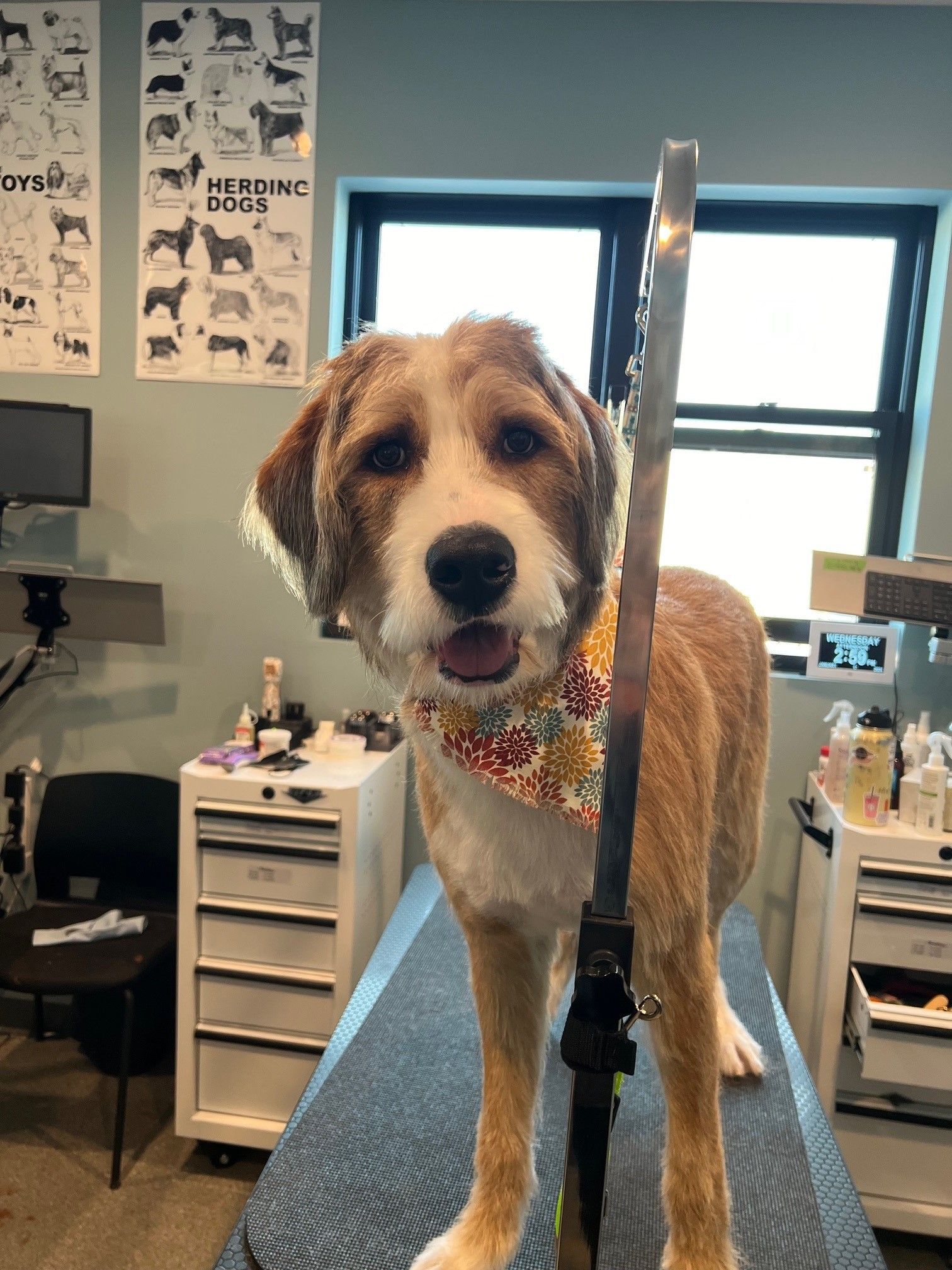 A brown and white dog is standing on a grooming table