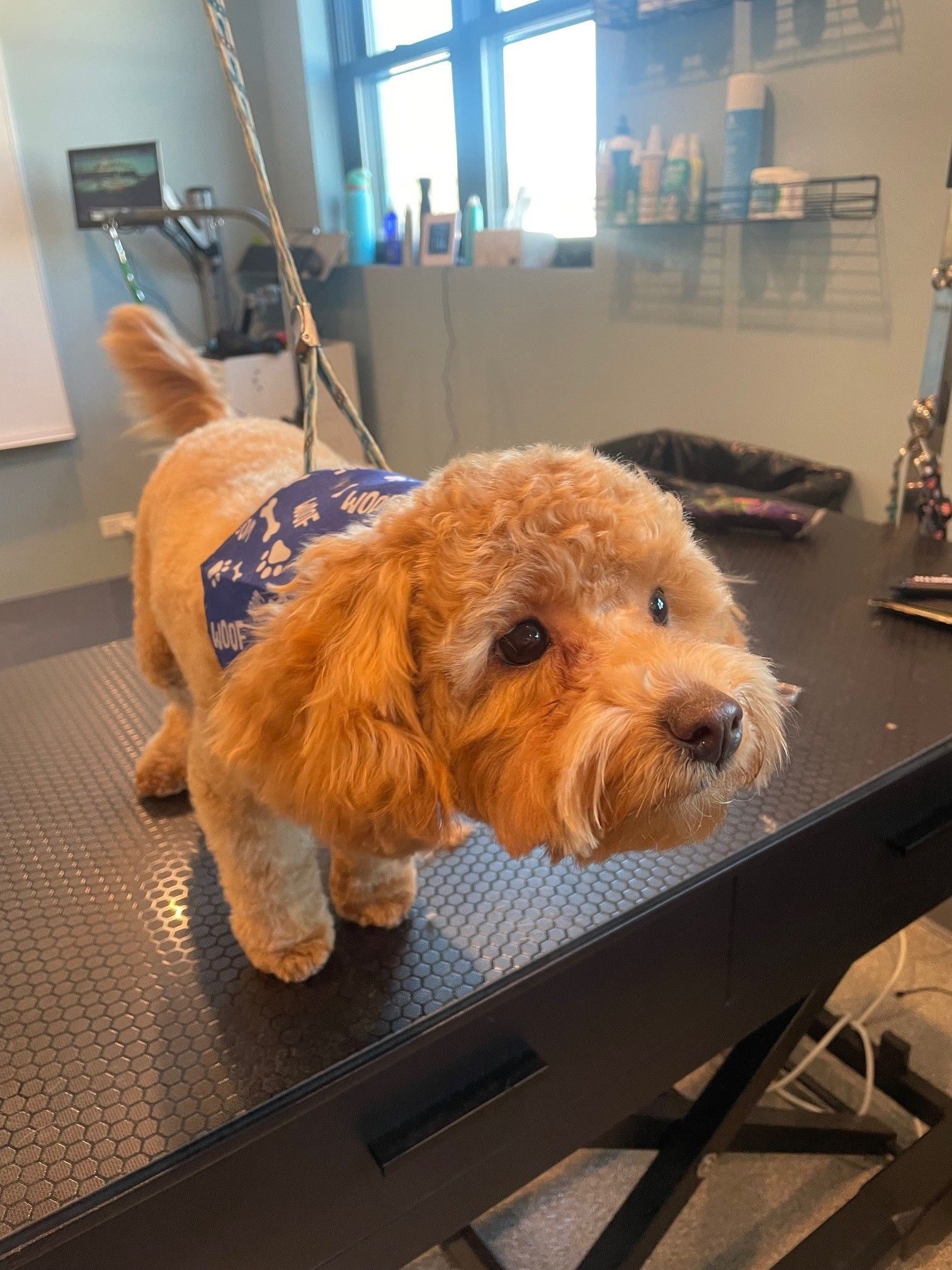 A small brown dog is standing on a grooming table.