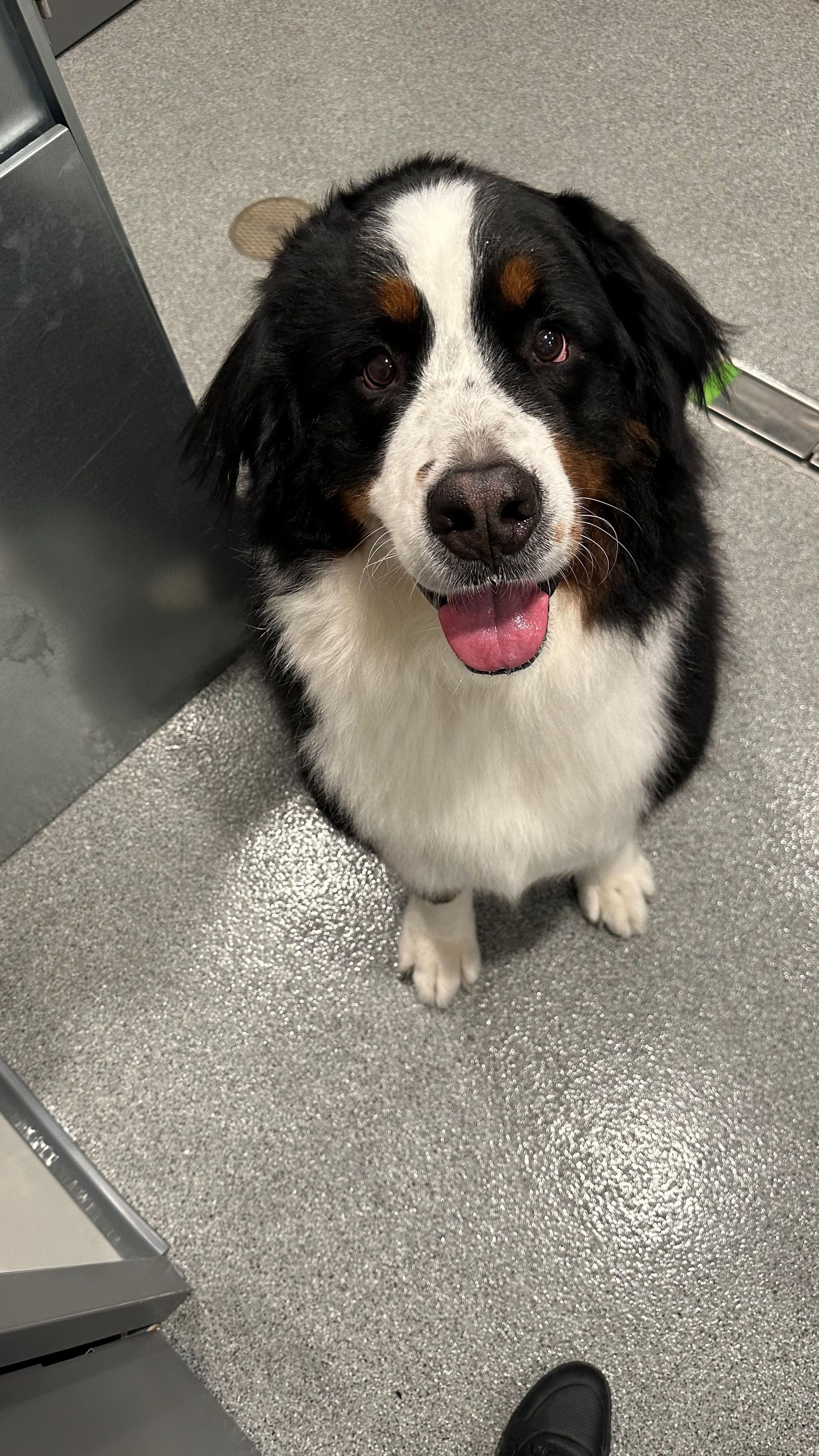 A black and white dog is sitting on the floor with its tongue out.
