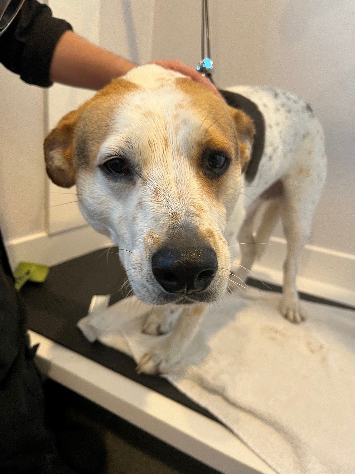A brown and white dog is being groomed by a person