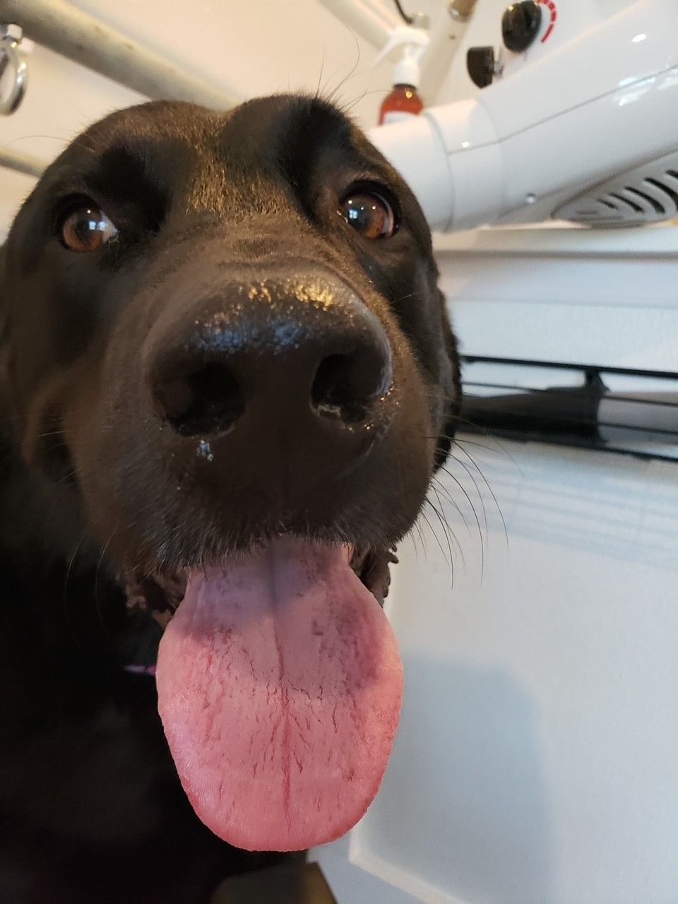A close up of a dog with its tongue out