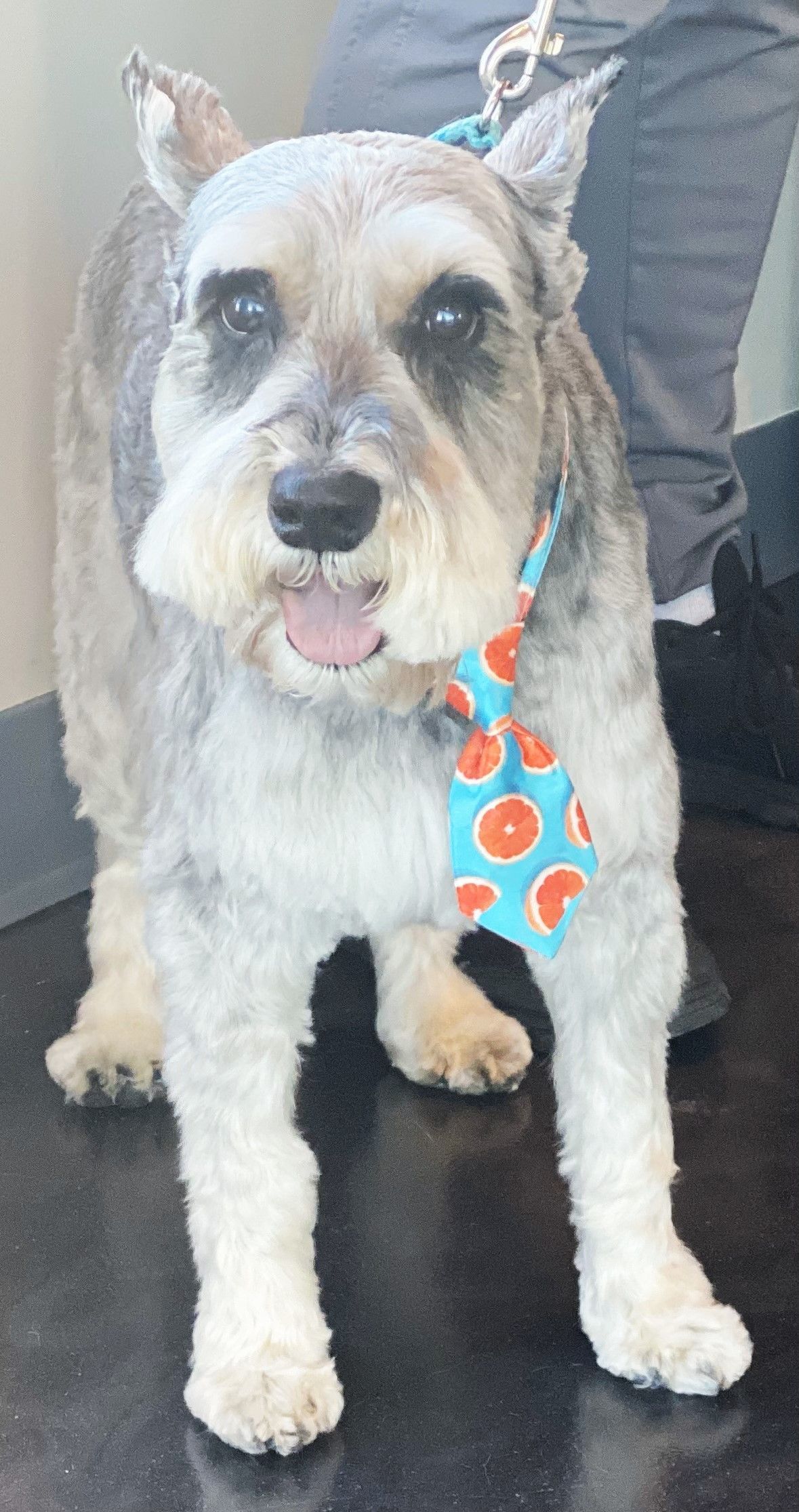 A small dog wearing a blue tie is standing on a black floor.