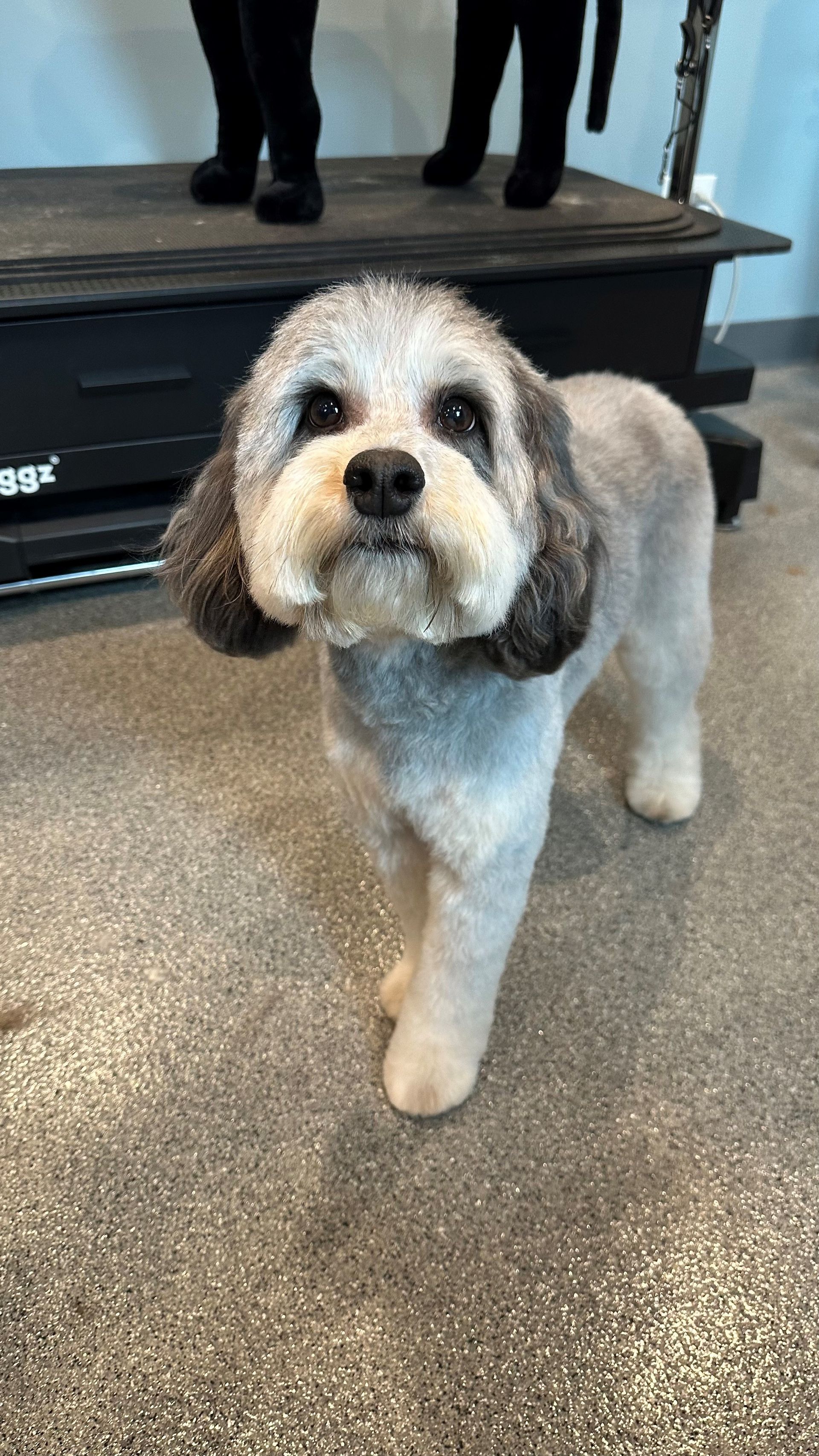 A small white and brown dog is standing on a concrete floor.