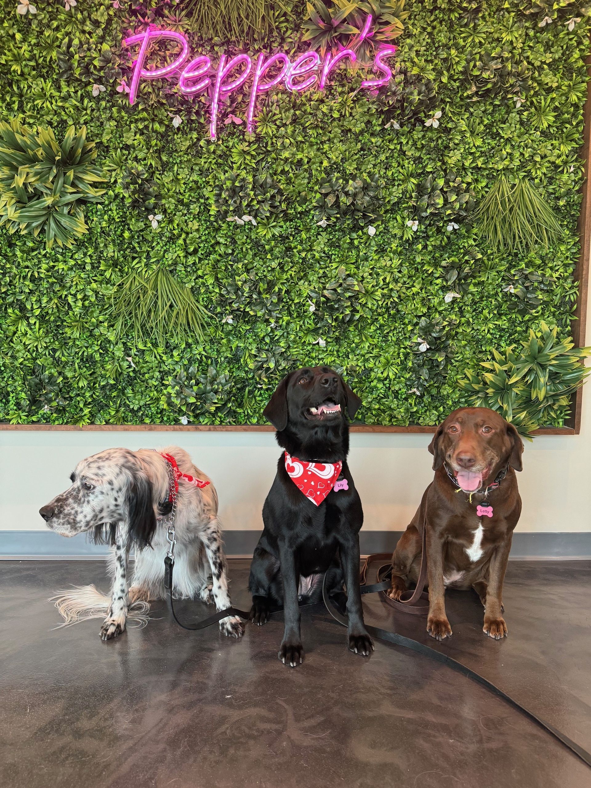 Three dogs are sitting in front of a wall that says pepper 's
