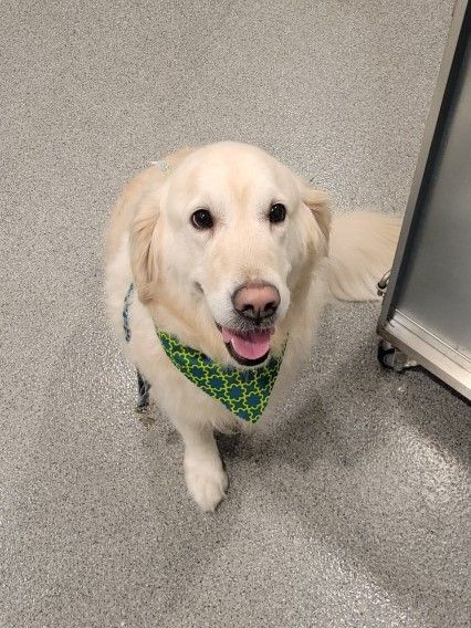A white dog wearing a green bandana is sitting on the floor.