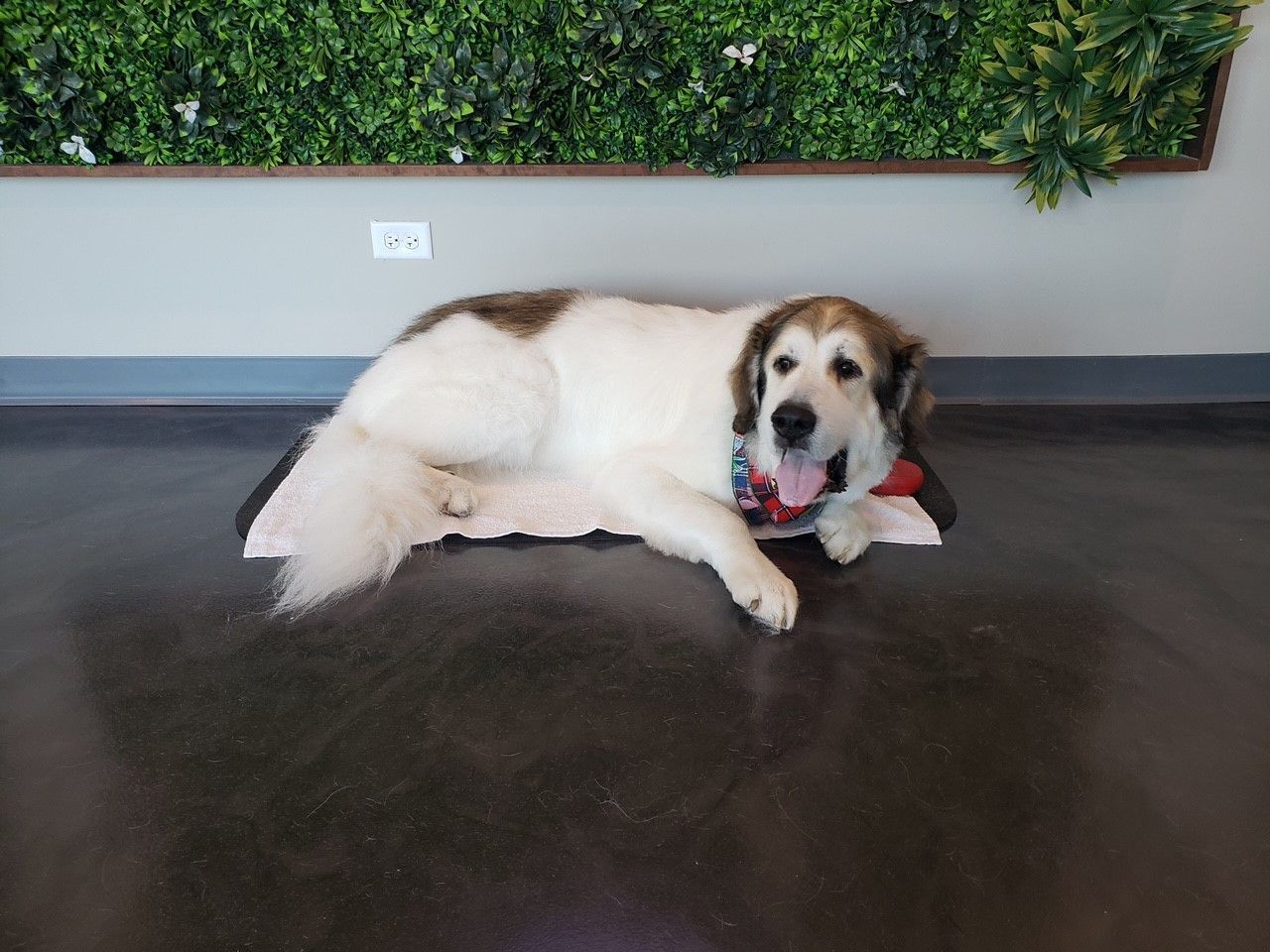 A brown and white dog is laying on a blanket on the floor.