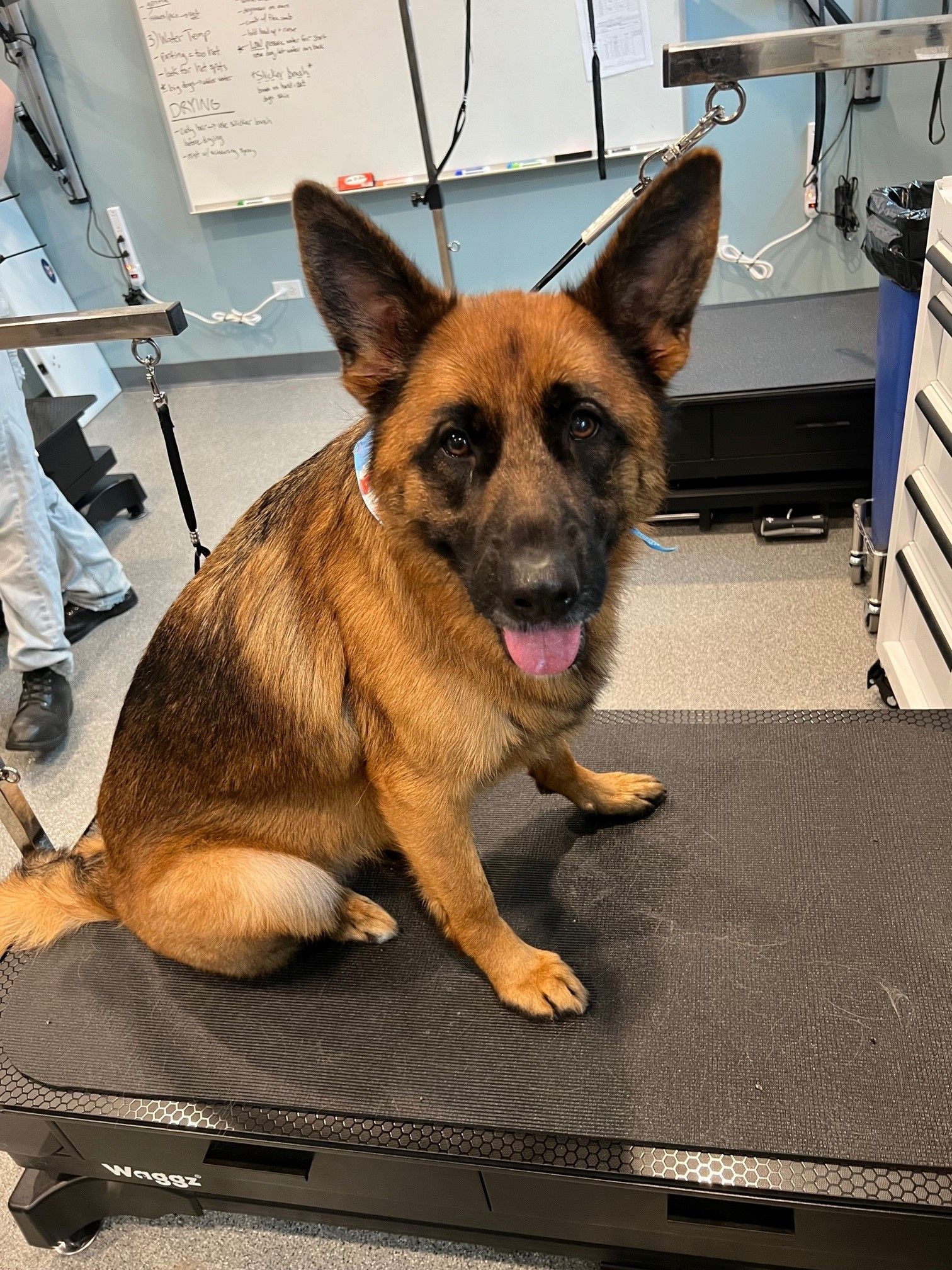 A german shepherd dog is sitting on a grooming table.