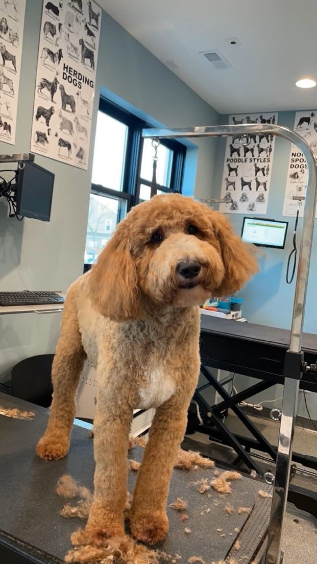 A dog is standing on a table in a grooming salon.