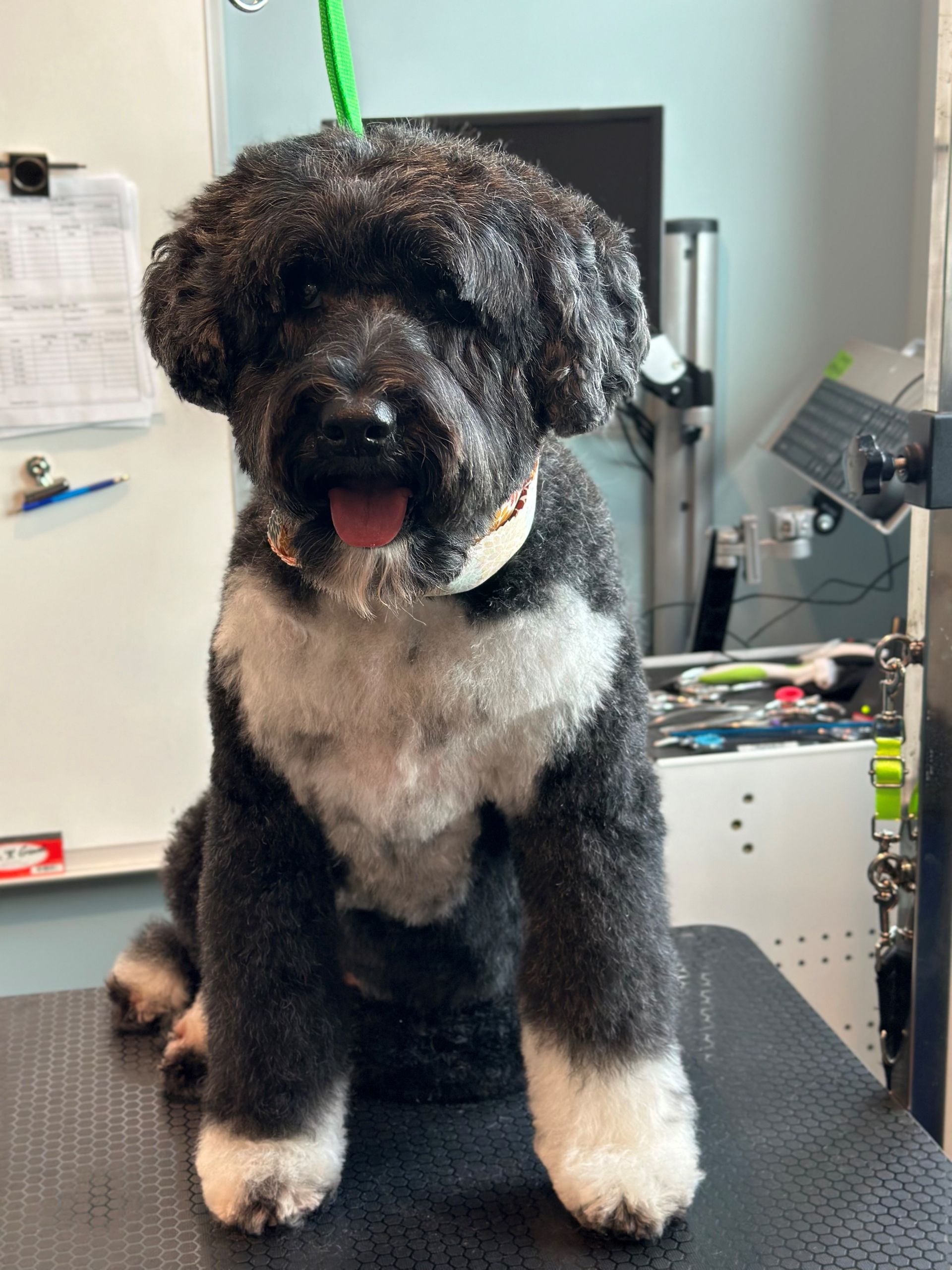 A black and white dog is sitting on a grooming table.