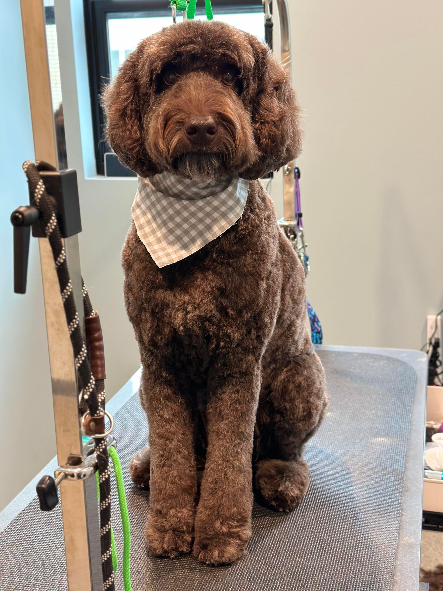 A brown poodle wearing a bandana is sitting on a table.