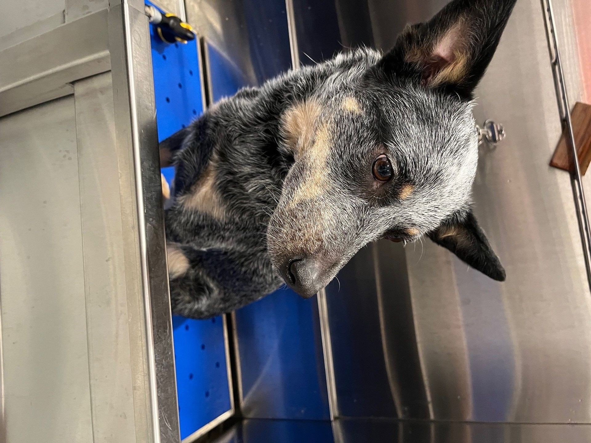 A dog is looking out of a stainless steel door.