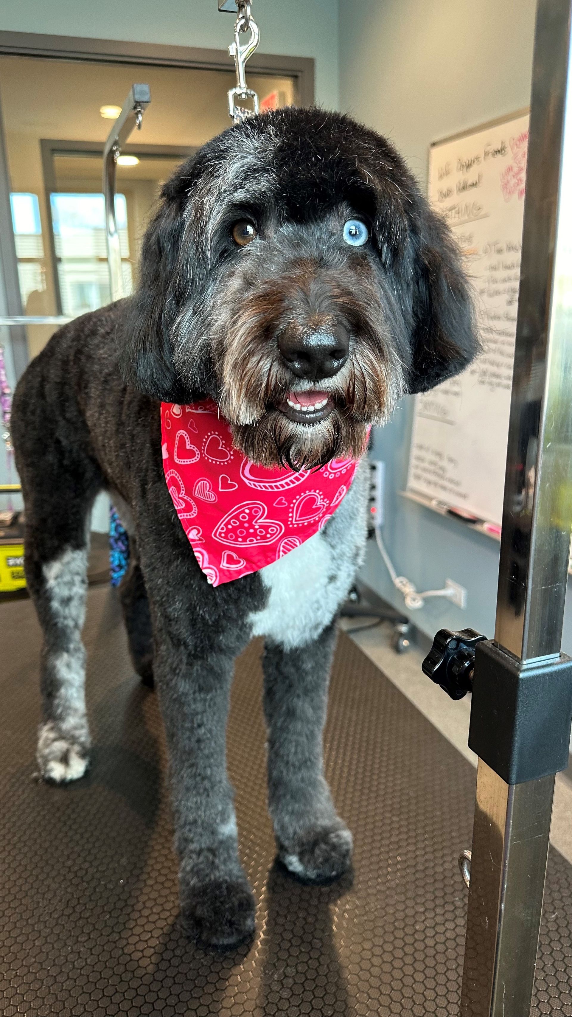 A black and white dog wearing a red bandana is standing in a room.