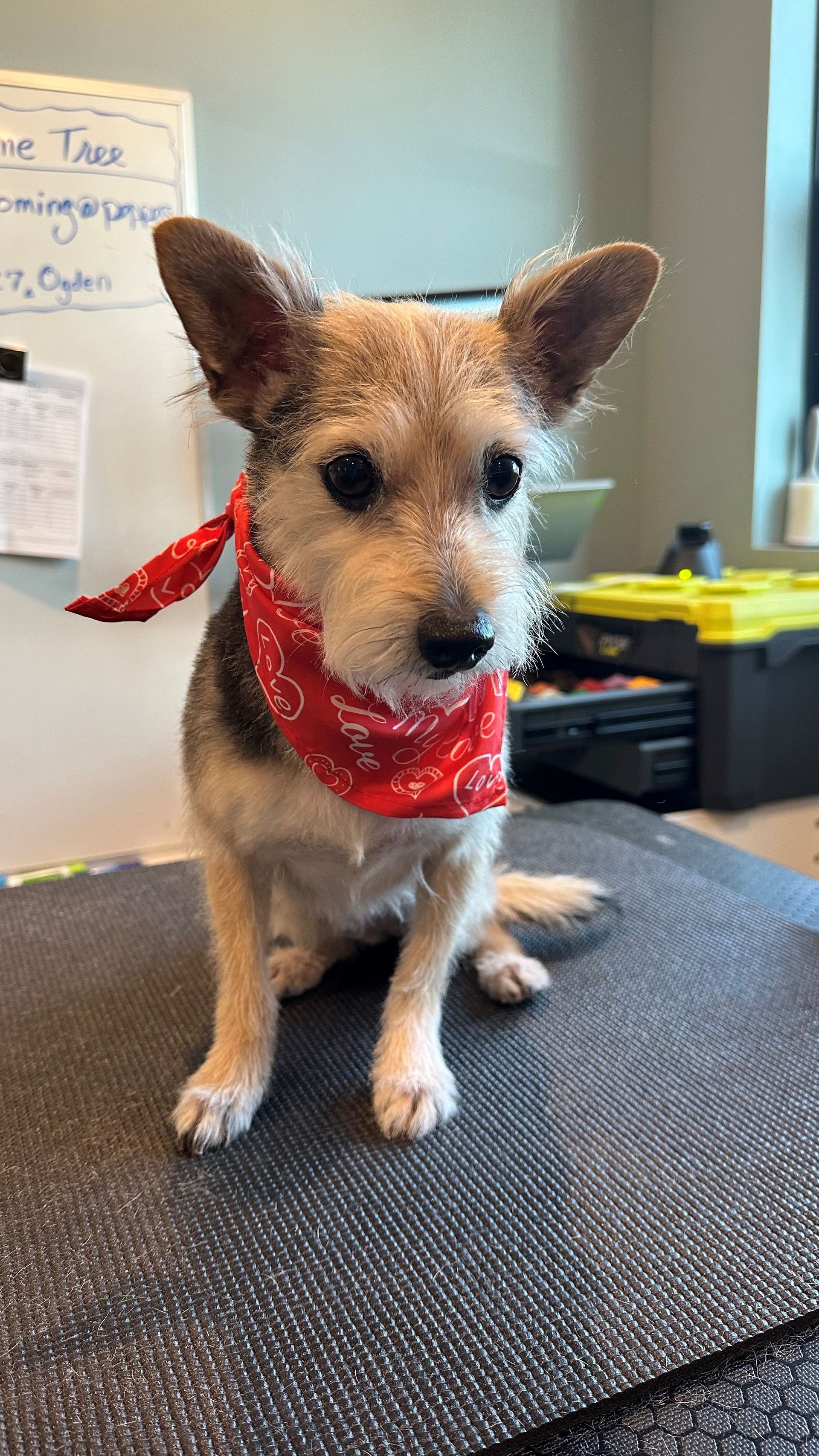 A small dog wearing a red bandana is sitting on a table.