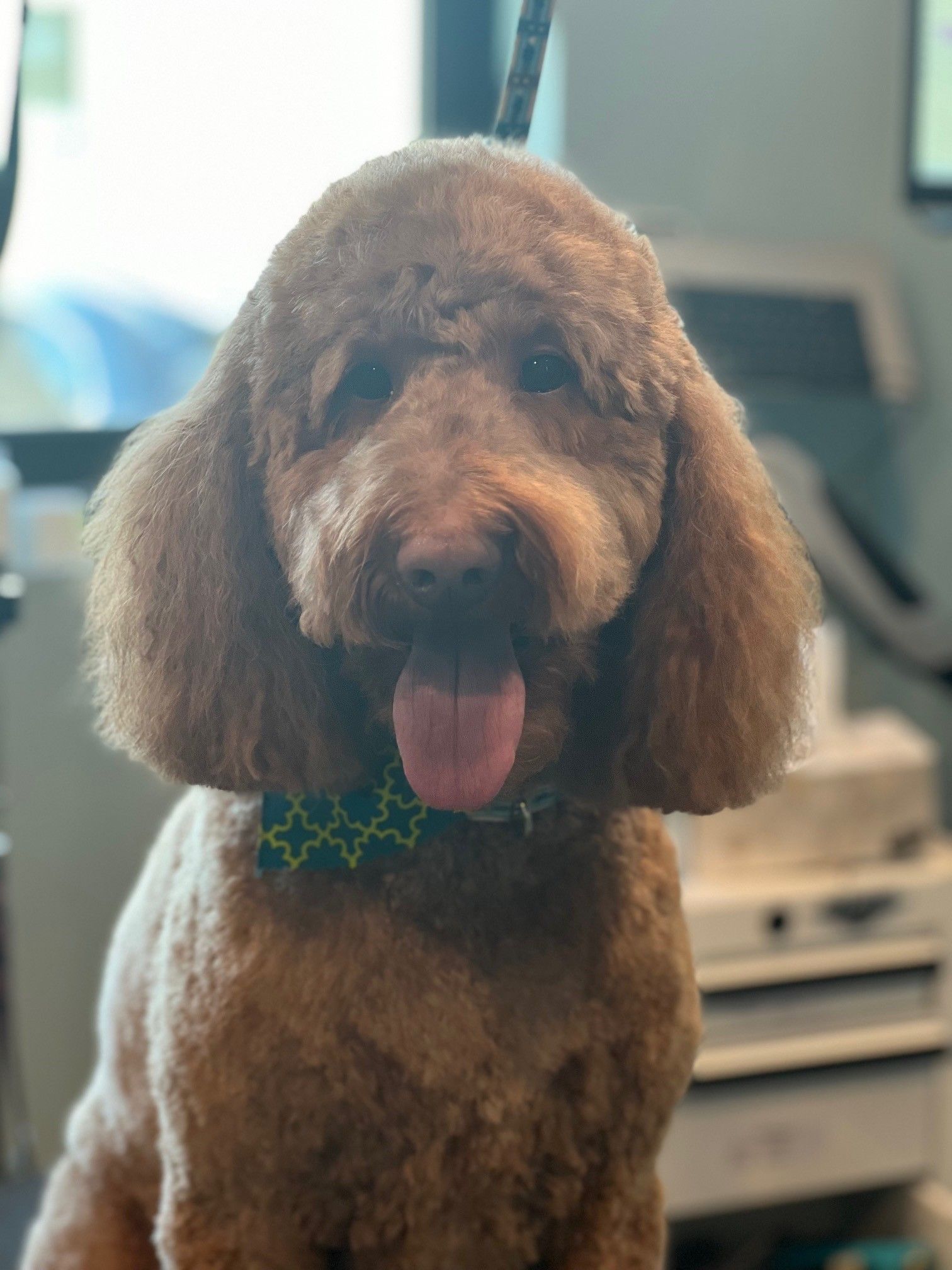A brown poodle wearing a green bow tie is sitting in front of a printer.
