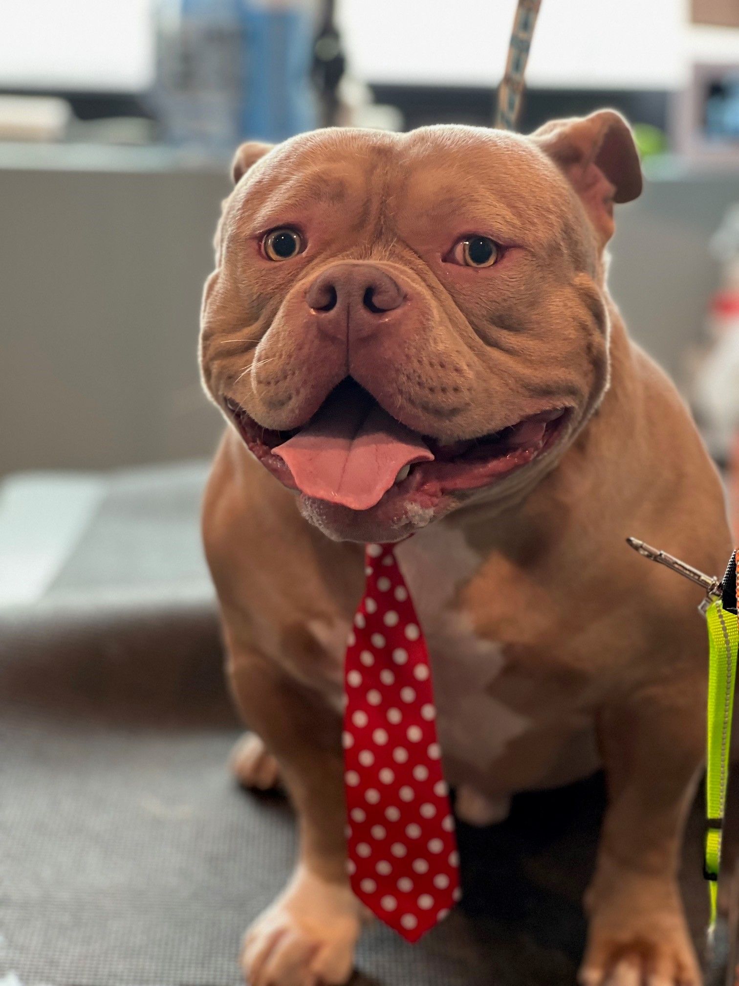 A brown dog wearing a red polka dot tie