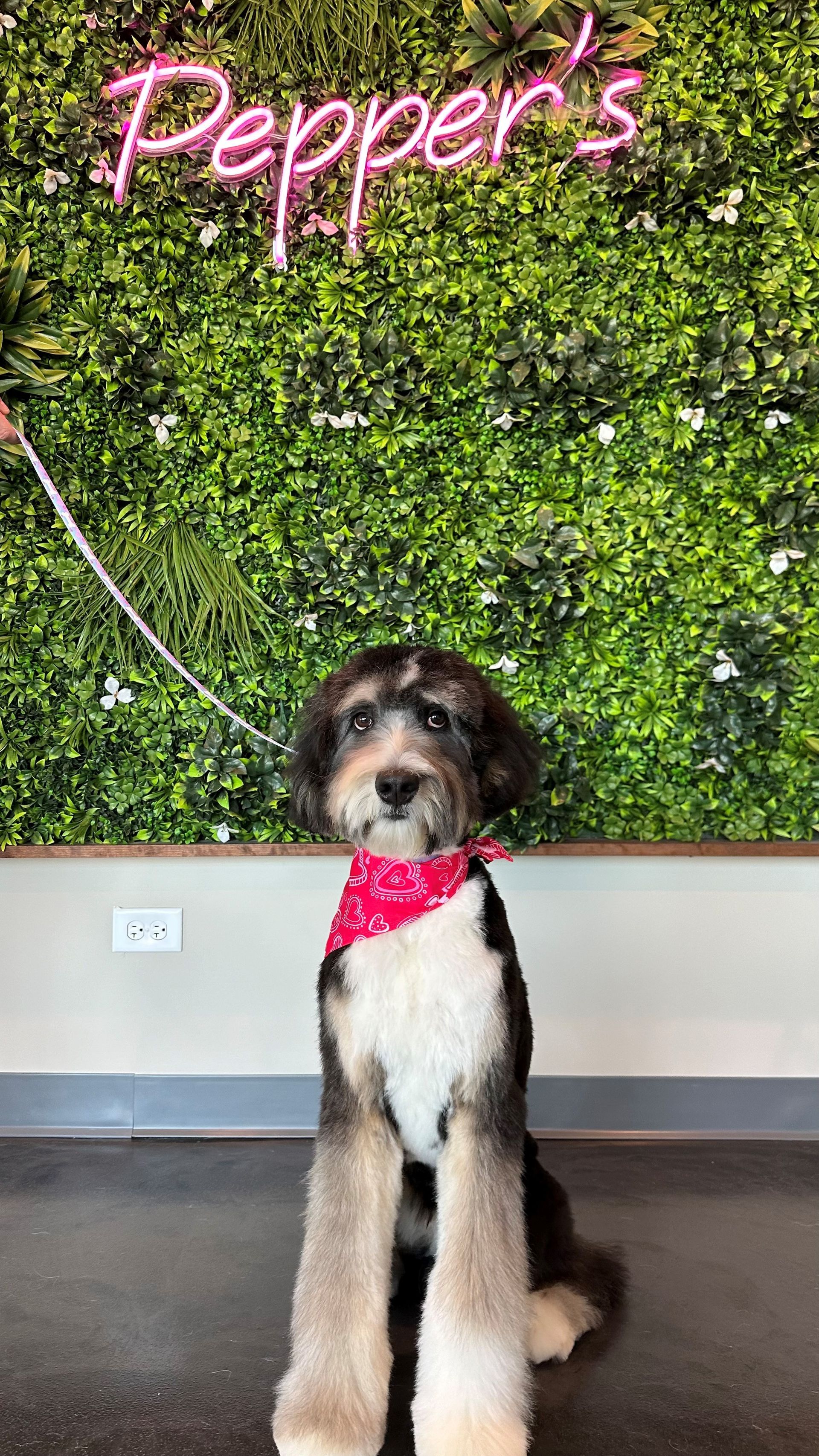 A dog wearing a red bandana is sitting in front of a green wall.