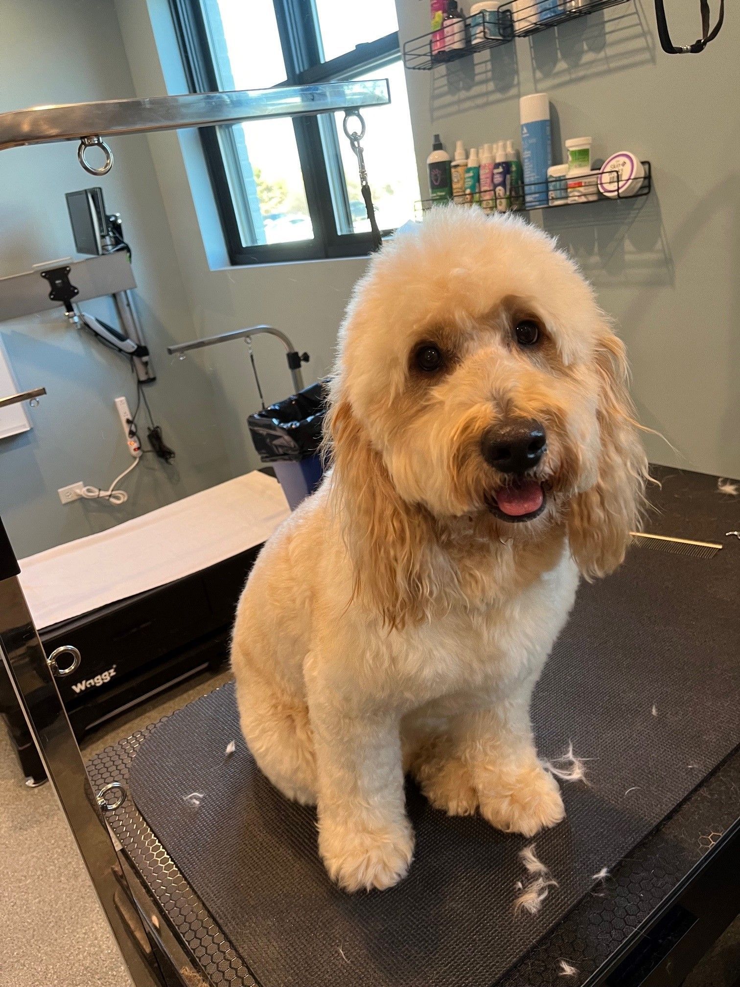 A small dog is sitting on a grooming table in a grooming salon.