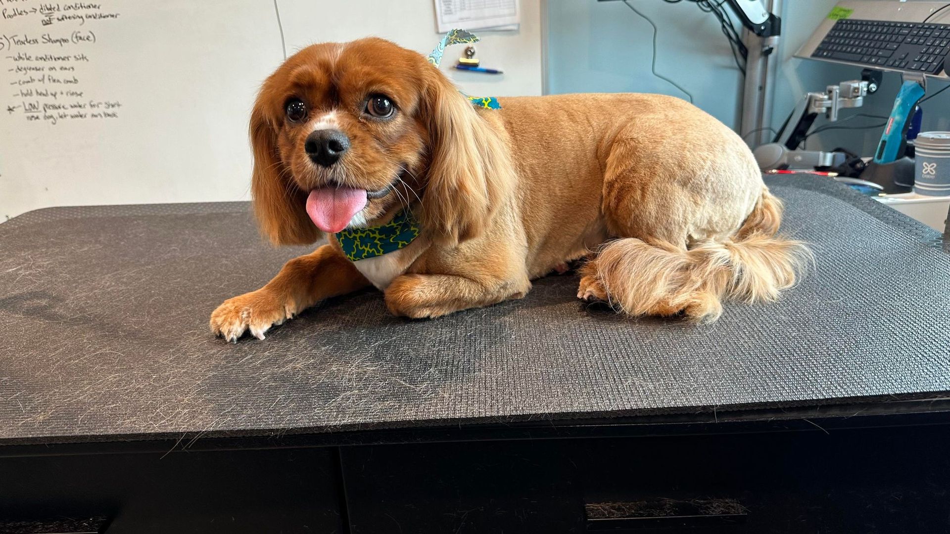 A brown dog is laying on top of a black table.