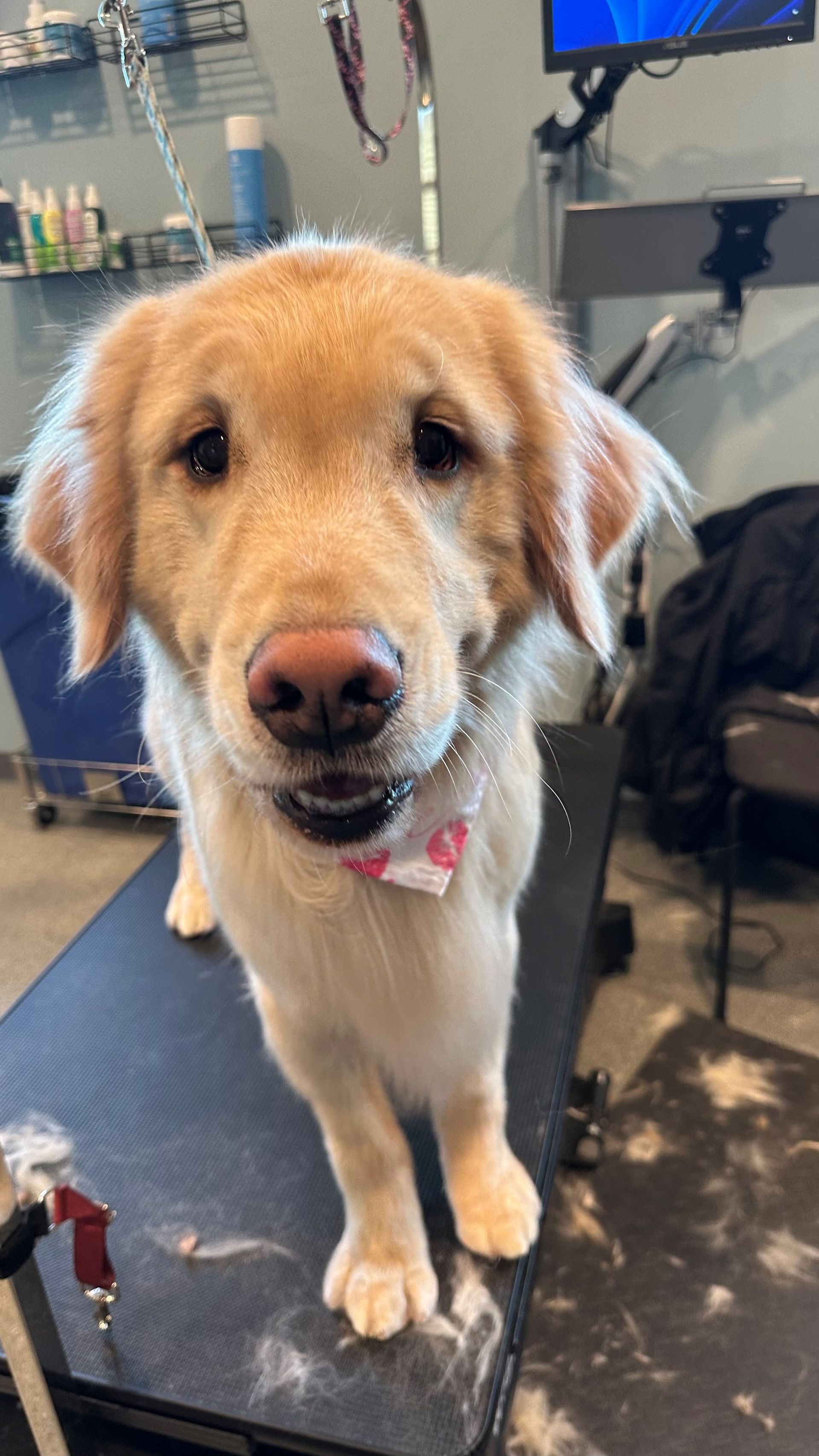 A dog is standing on a grooming table and looking at the camera.